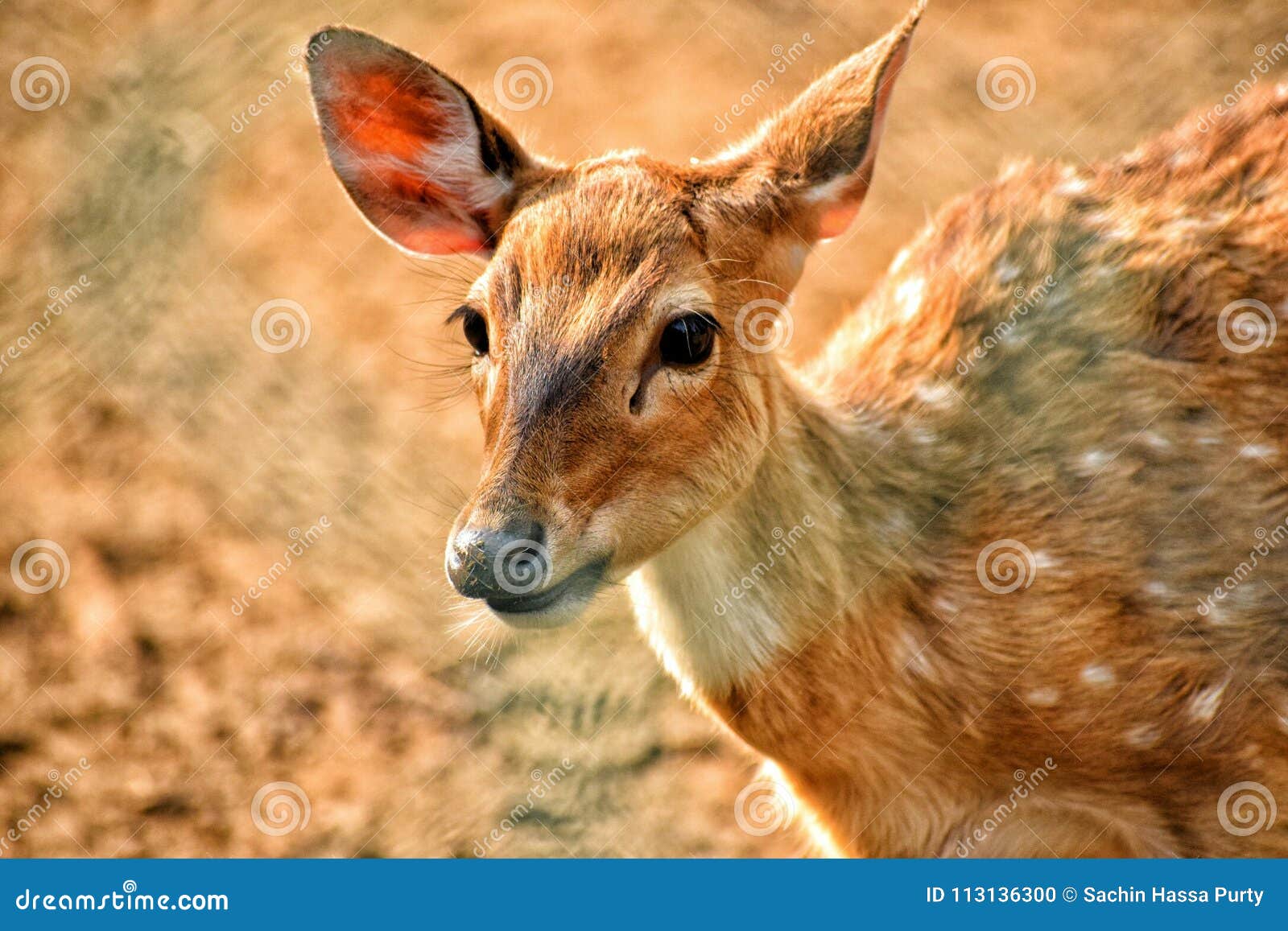 Golden Deer stock photo. Image of female, golden, deer 113136300