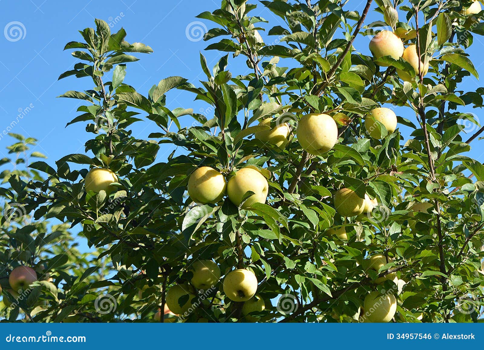 golden delicious apple tree