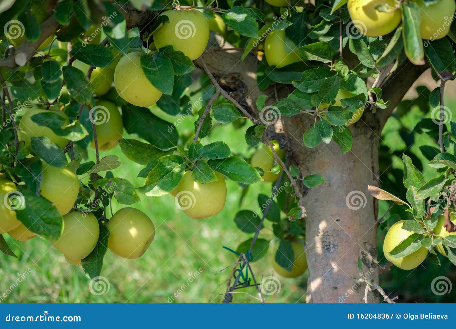 golden delicious apple tree with many ripe fruits on sunny day