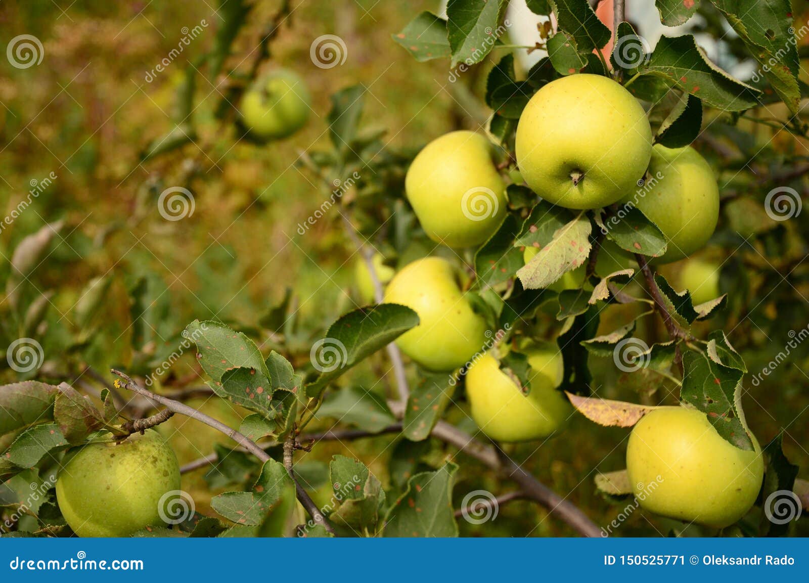Golden Delicious Apples on the Apple Tree with Beautiful Summer
