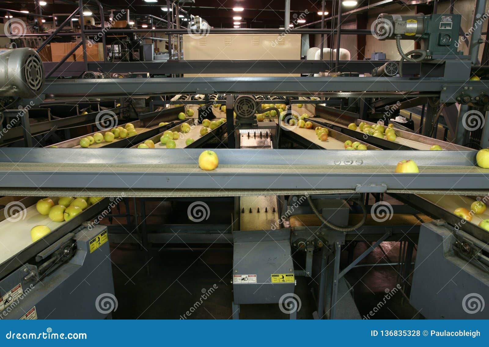 golden delicious apples on conveyor belts in a packing warehouse