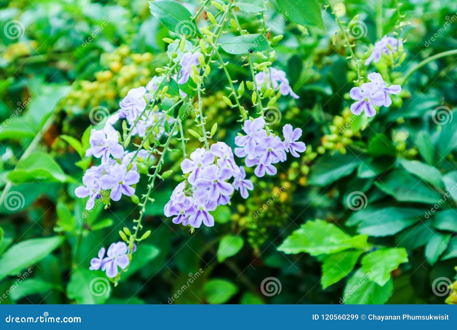 golden dew drop, pigeon berry, sky flower, duranta erecta , the