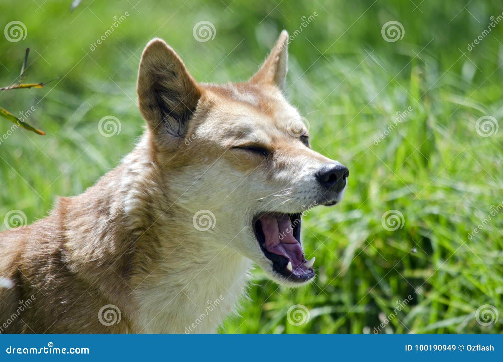 Golden dingo stock image. Image of golden, mouth, open 100190949