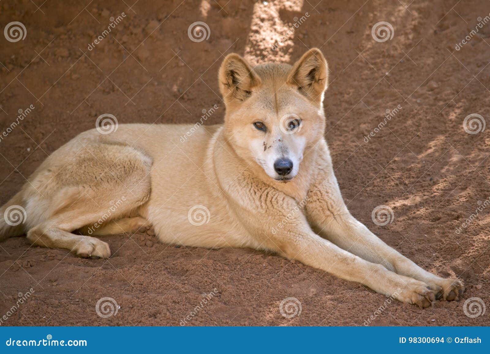 Golden dingo stock photo. Image of dangerous, animal 98300694