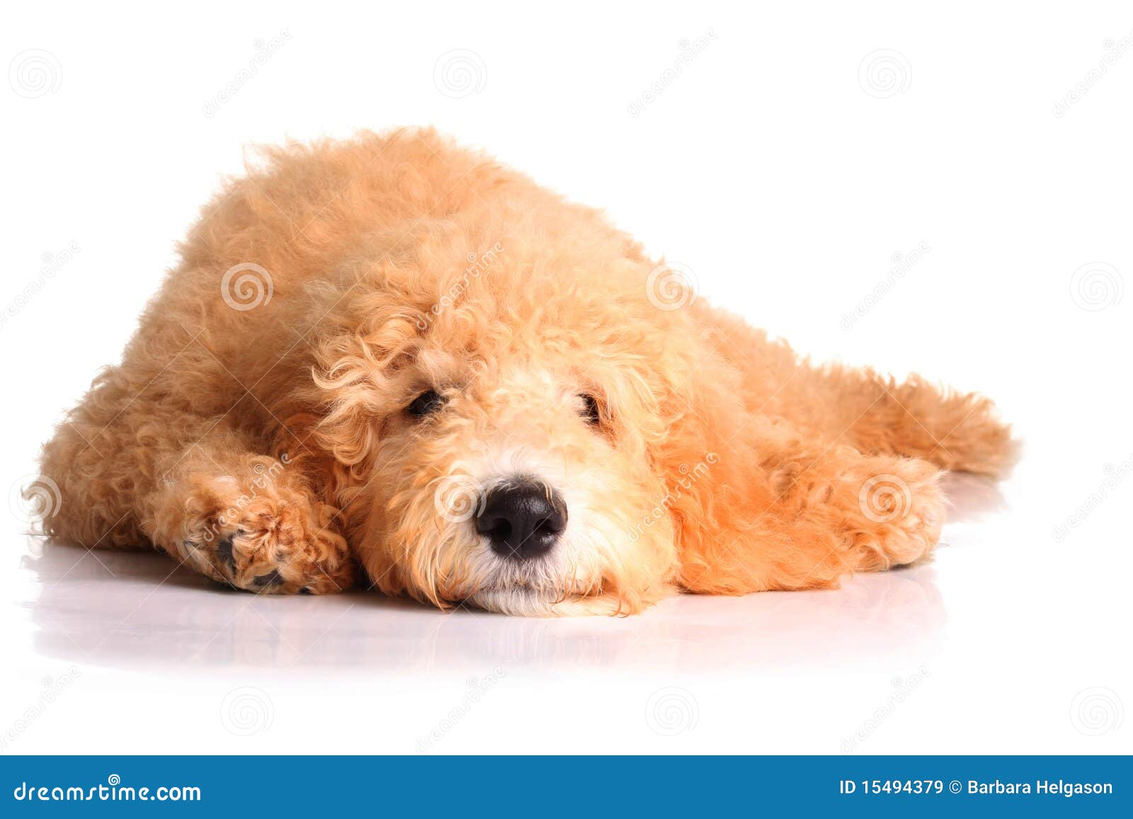 Golden doodle puppy isolated on white.