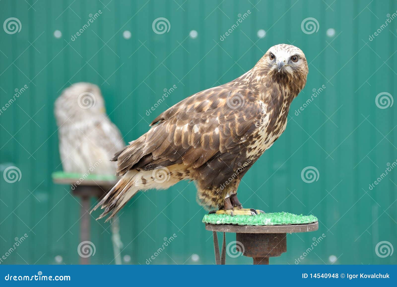 Golden eagle stock photo. Image of american, golden, power 14540948