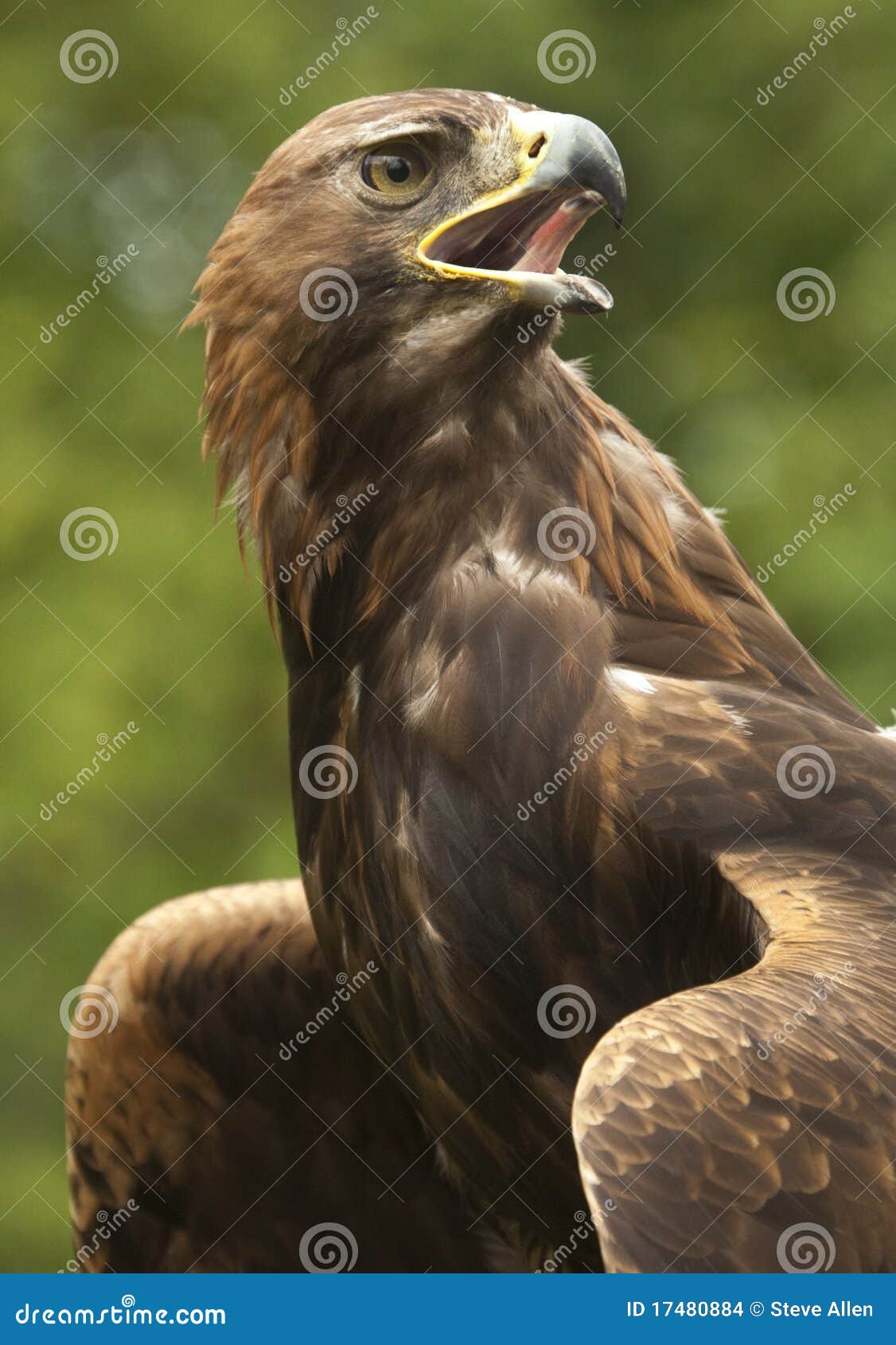 golden eagle (aquila chrysaetos) - scotland