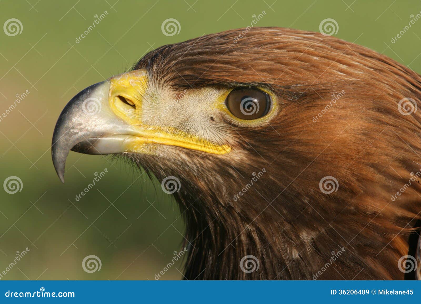 Golden Eagle Aquila Chrysaetos Stock Image Image Of