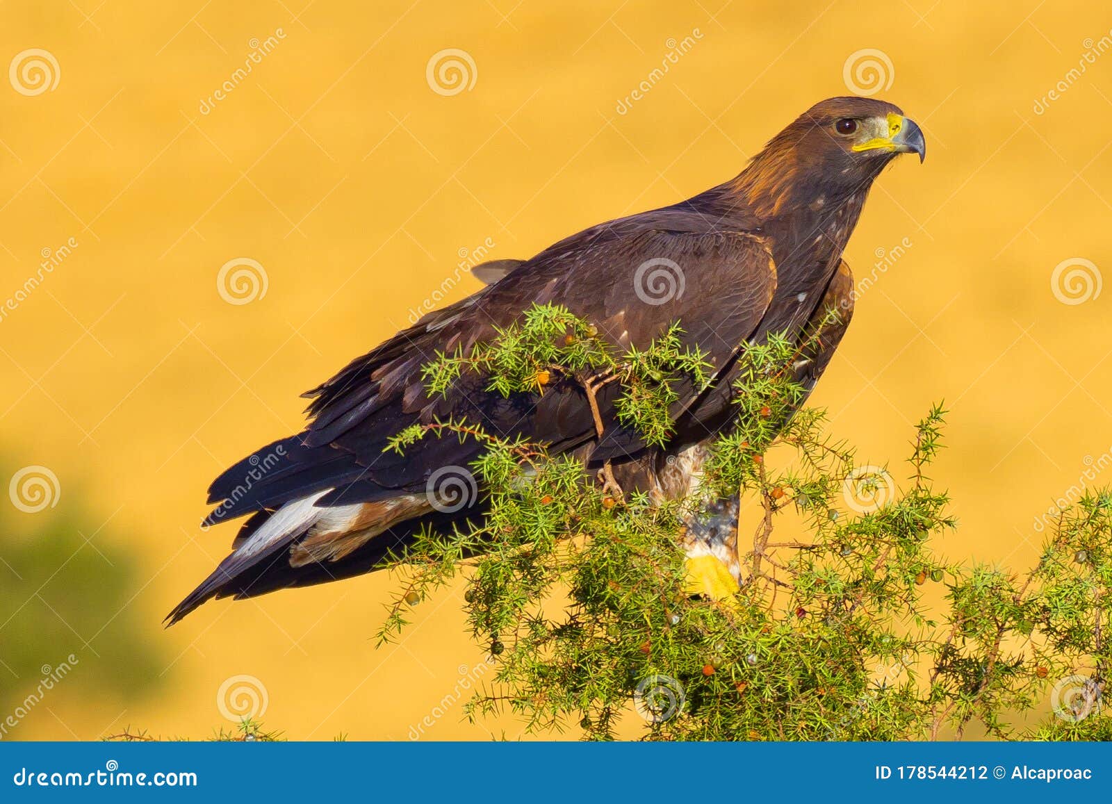 golden eagle, aquila chrysaetos