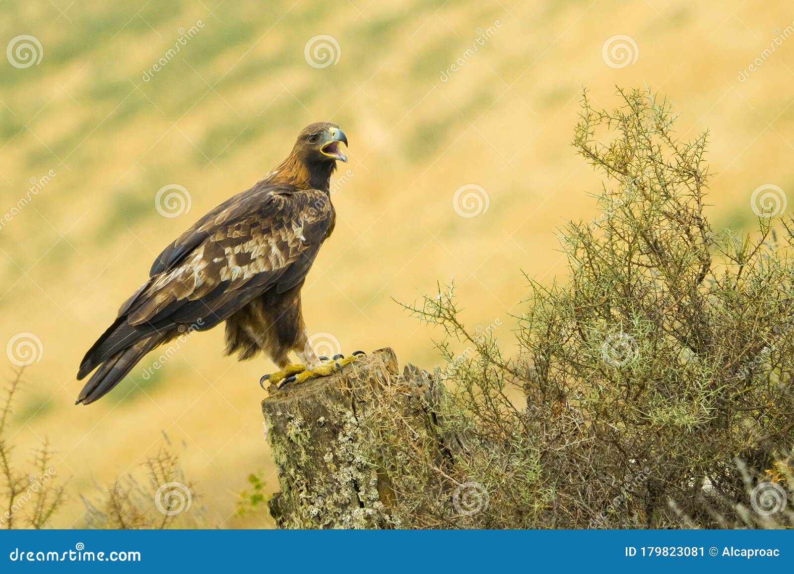 golden eagle, aquila chrysaetos