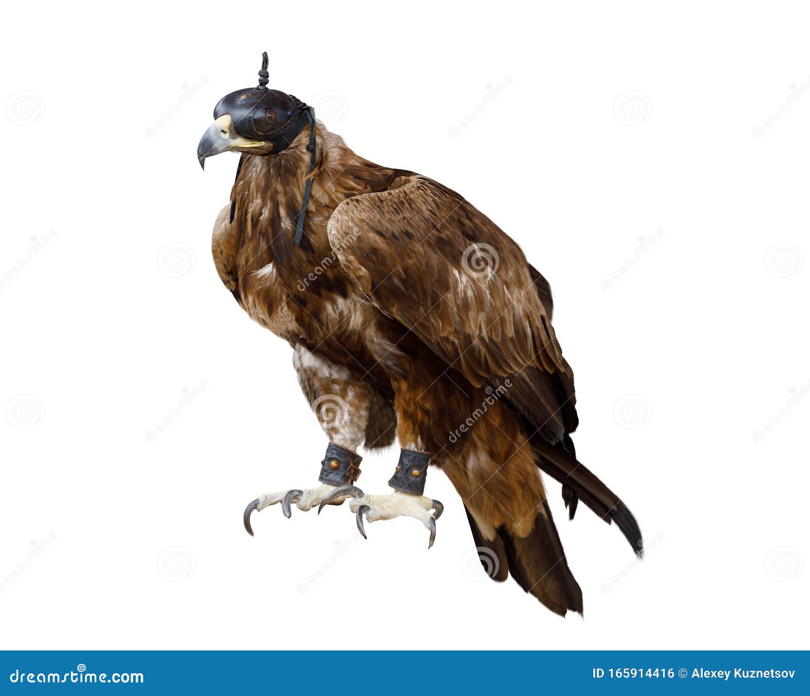 Golden Eagle Bird with Leather Hood on Head Stock Photo Image of