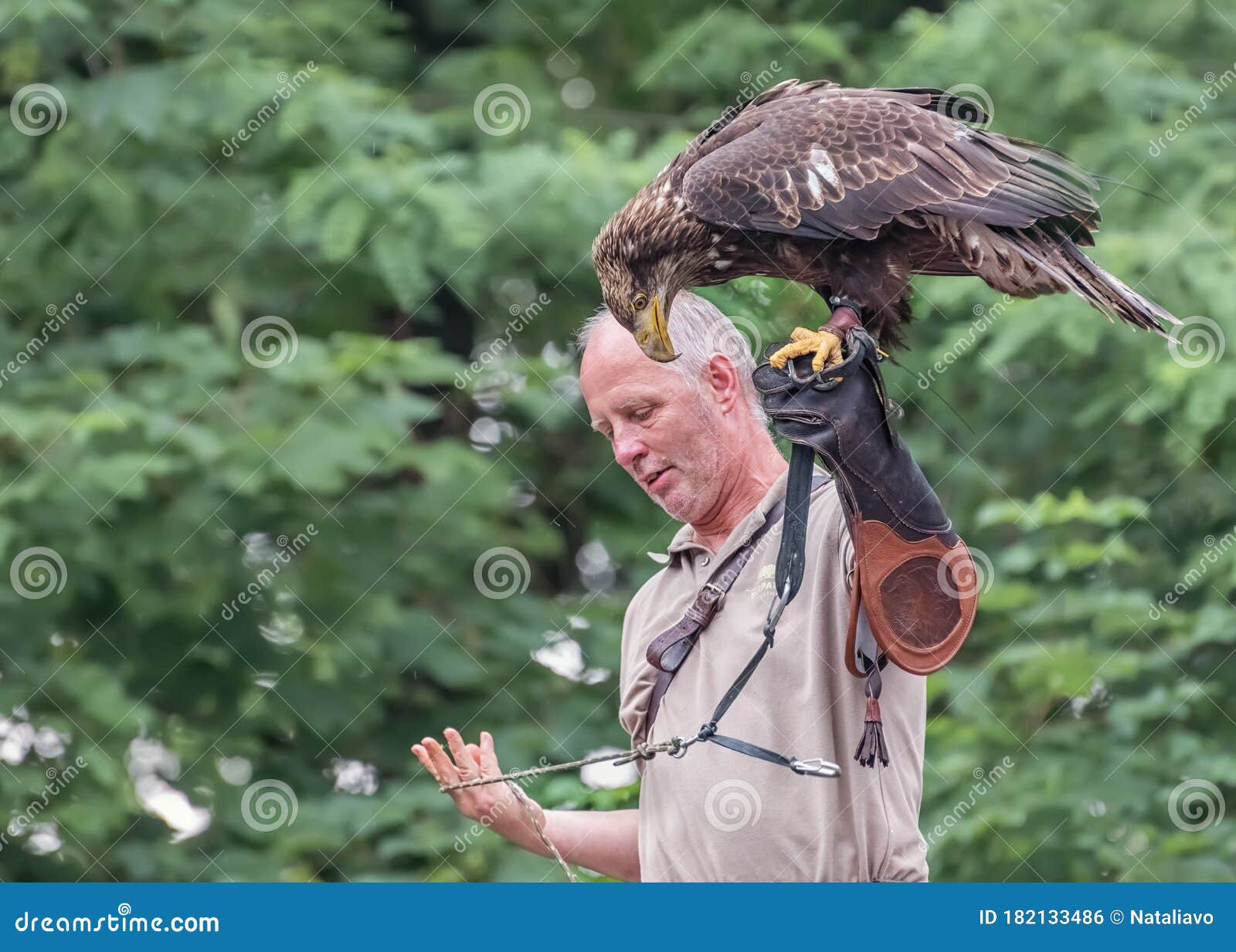 pic Brown Eagle Bird Images dreamstime com