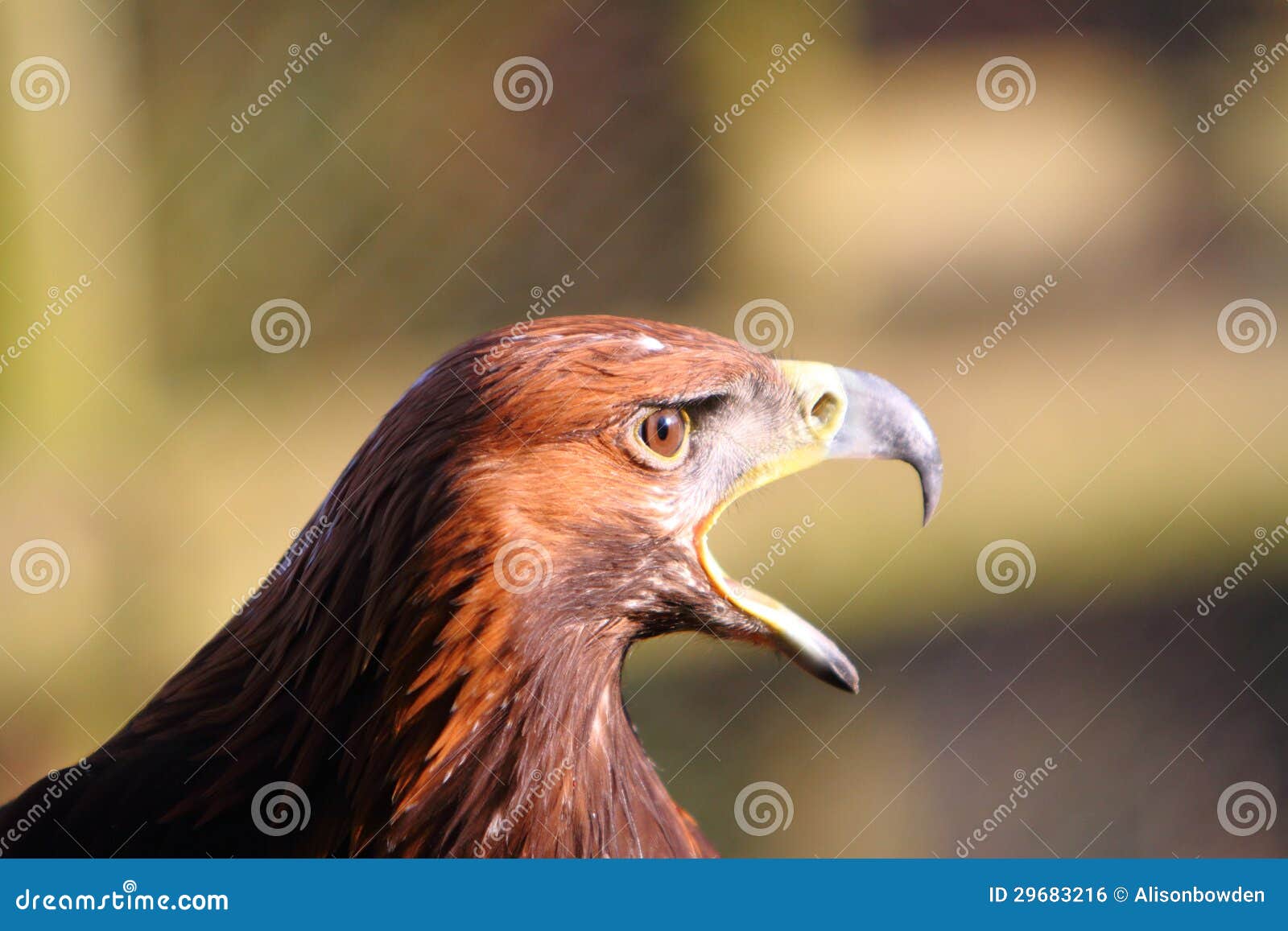 Golden Eagle calling stock photo. Image of raptor, bird 29683216