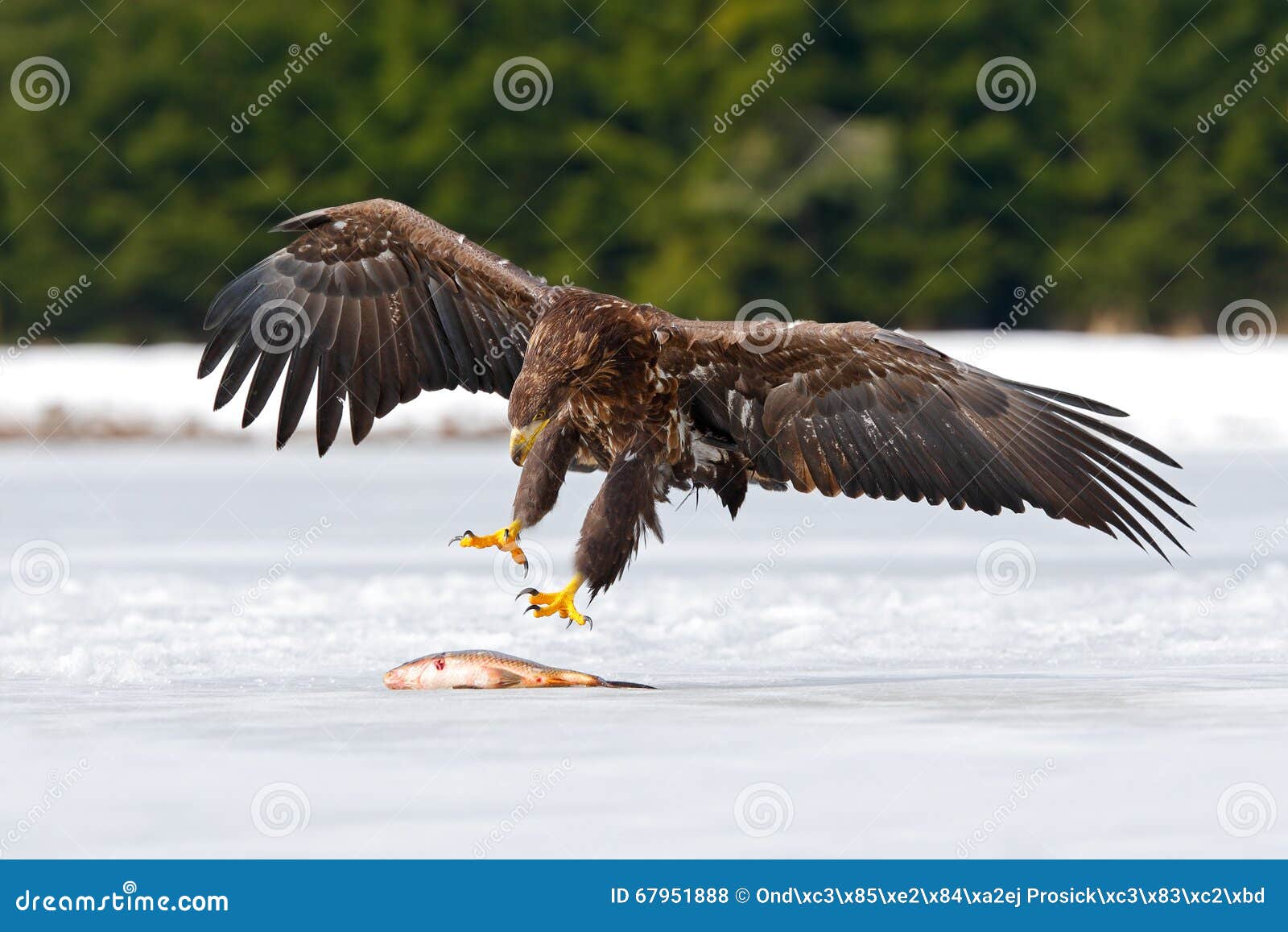 Golden Eagle with Catch Fish in Snowy Winter, Snow in the Forest