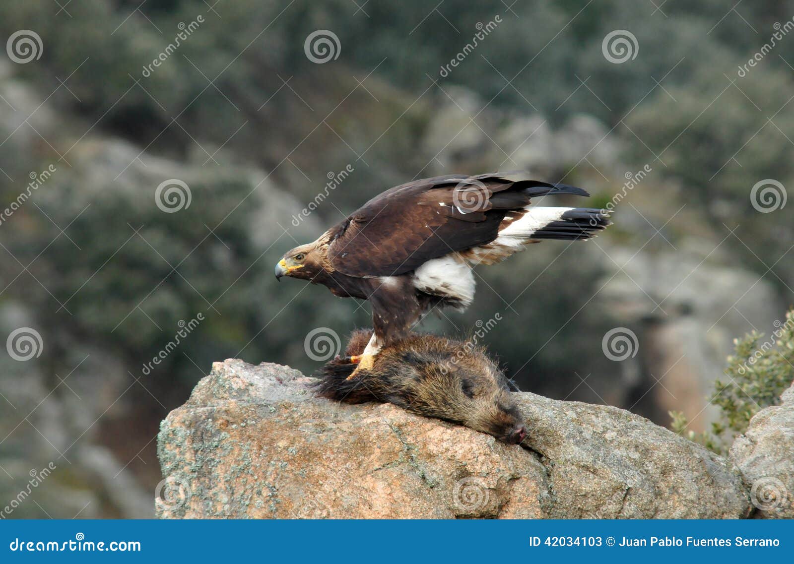Golden Eagle Devouring The Remains Of A Boar Stock Image