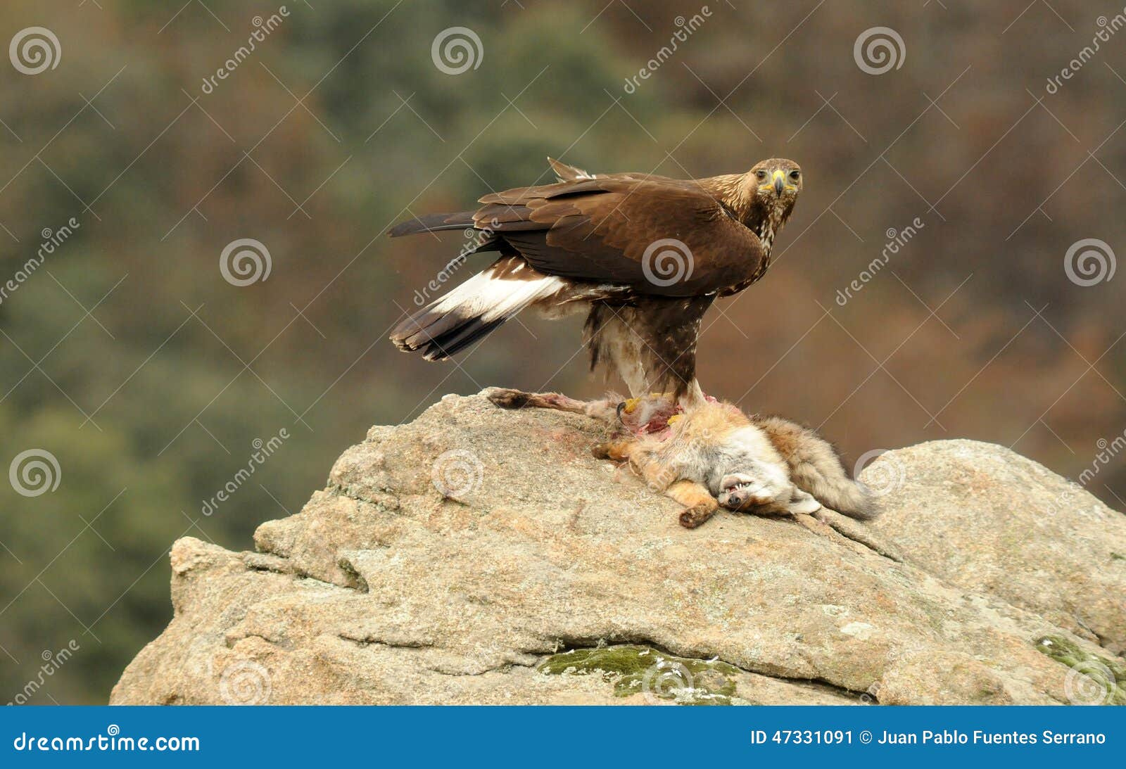 Golden eagle eats a fox stock image. Image of aguilas 47331091