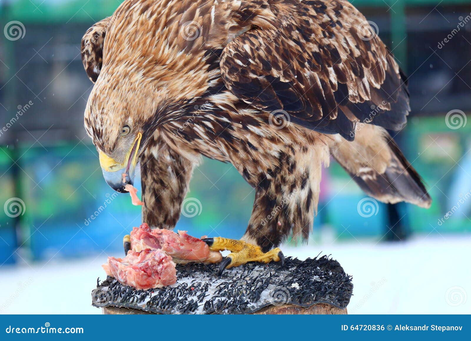 Golden Eagle Eats Raw Meat on a Stump Stock Photo Image of feathers