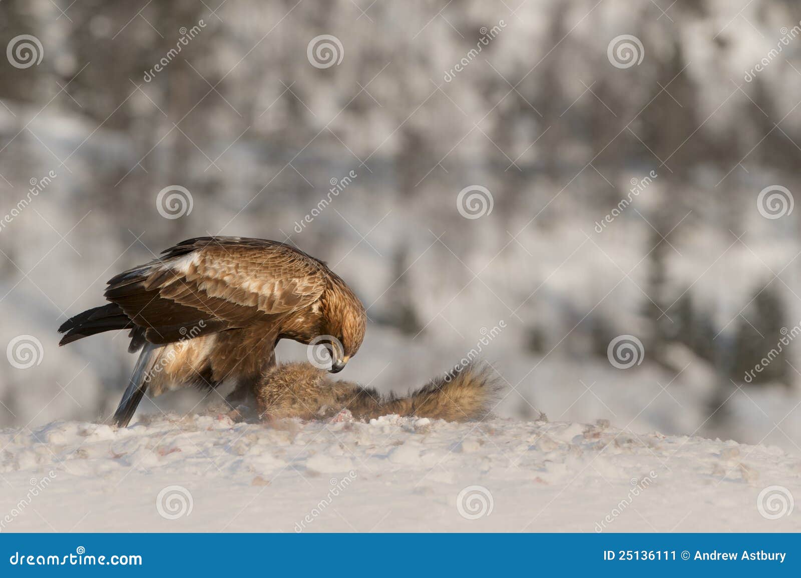 Golden Eagle feeding. stock image. Image of isolated 25136111