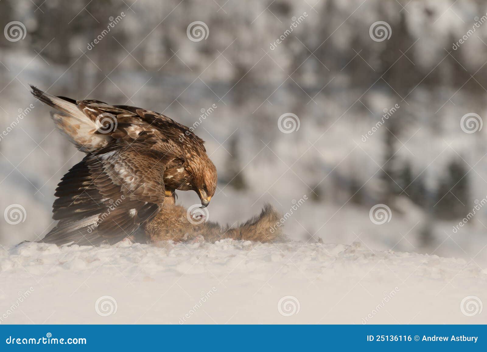 Golden Eagle feeding. stock photo. Image of norway, central 25136116