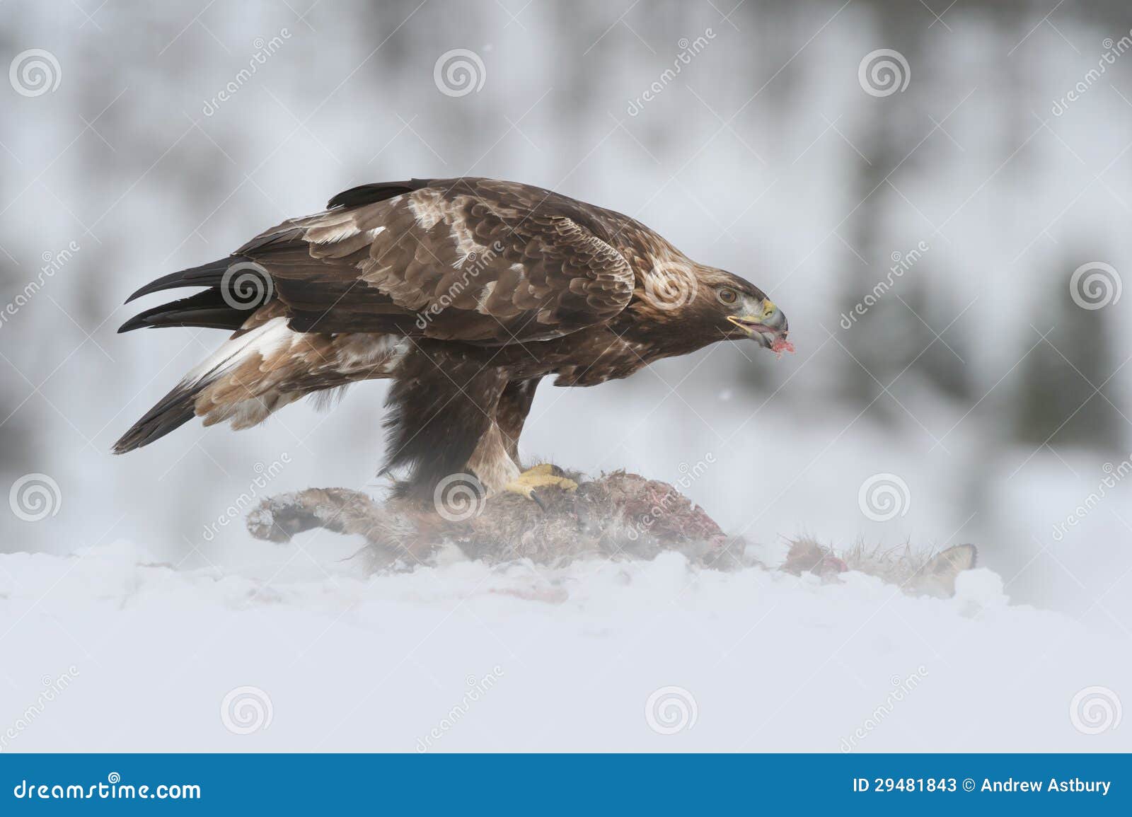 Golden Eagle feeding. stock image. Image of bird, feather 29481843