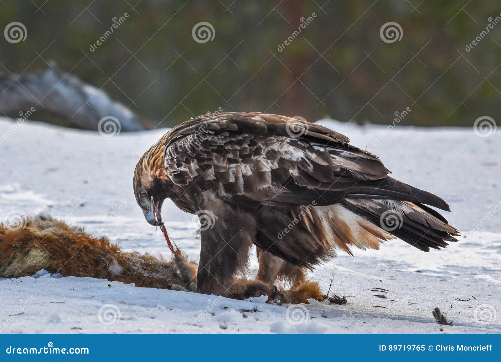 Golden Eagle Feeding on Fox Carcass Stock Image Image of feeding, chrysaetos 89719765