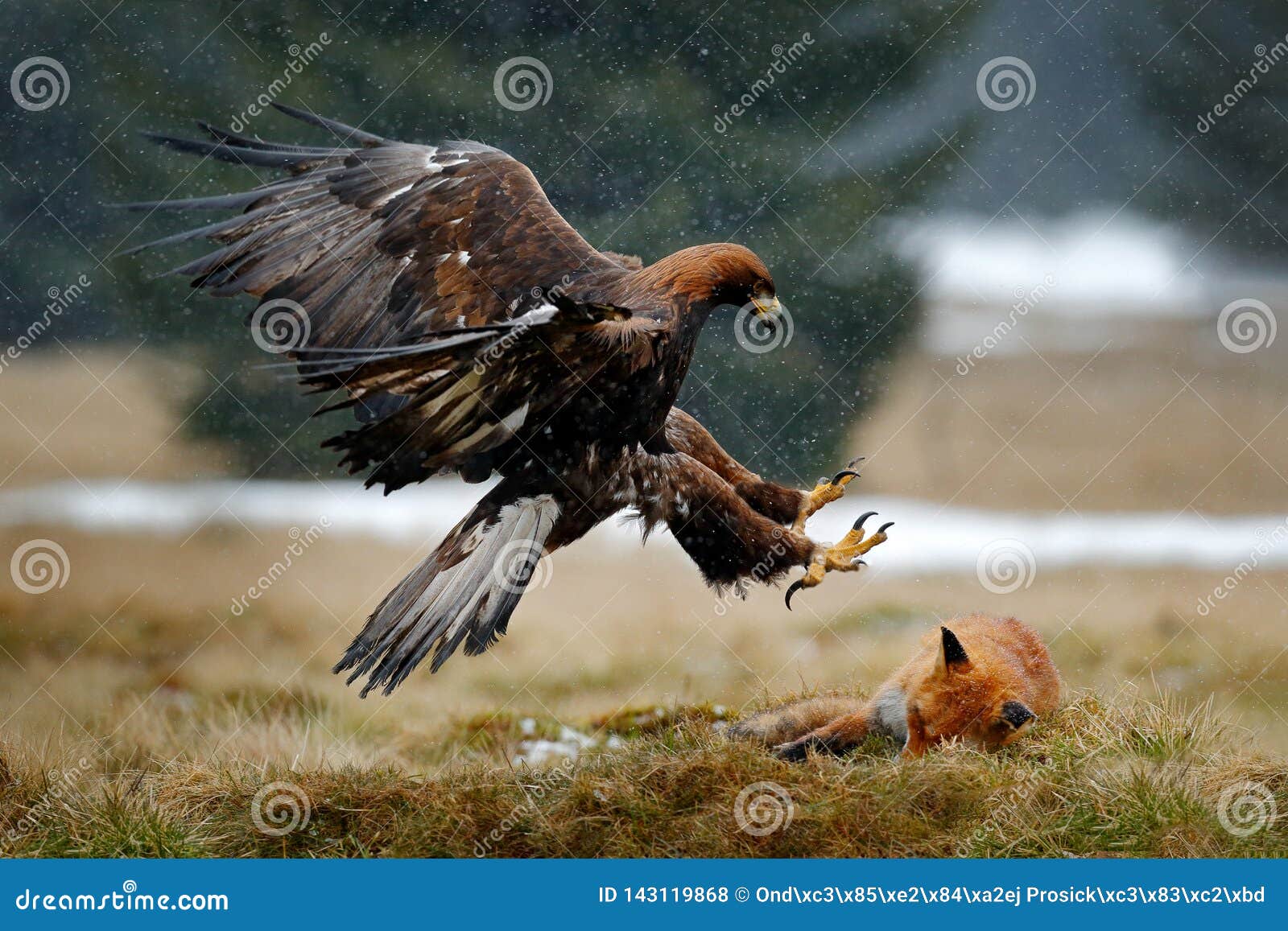 golden eagle feeding on kill red fox in the forest during rain and snowfall. bird behaviour in the nature. behaviour scene with