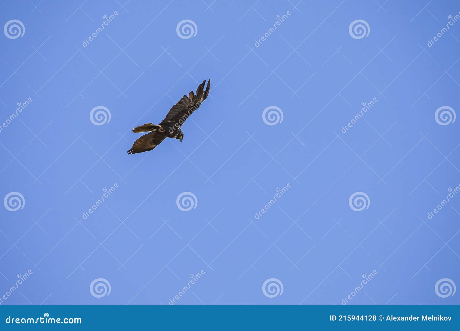 Golden Eagle Flying Against the Background of Blue Sky Stock Photo