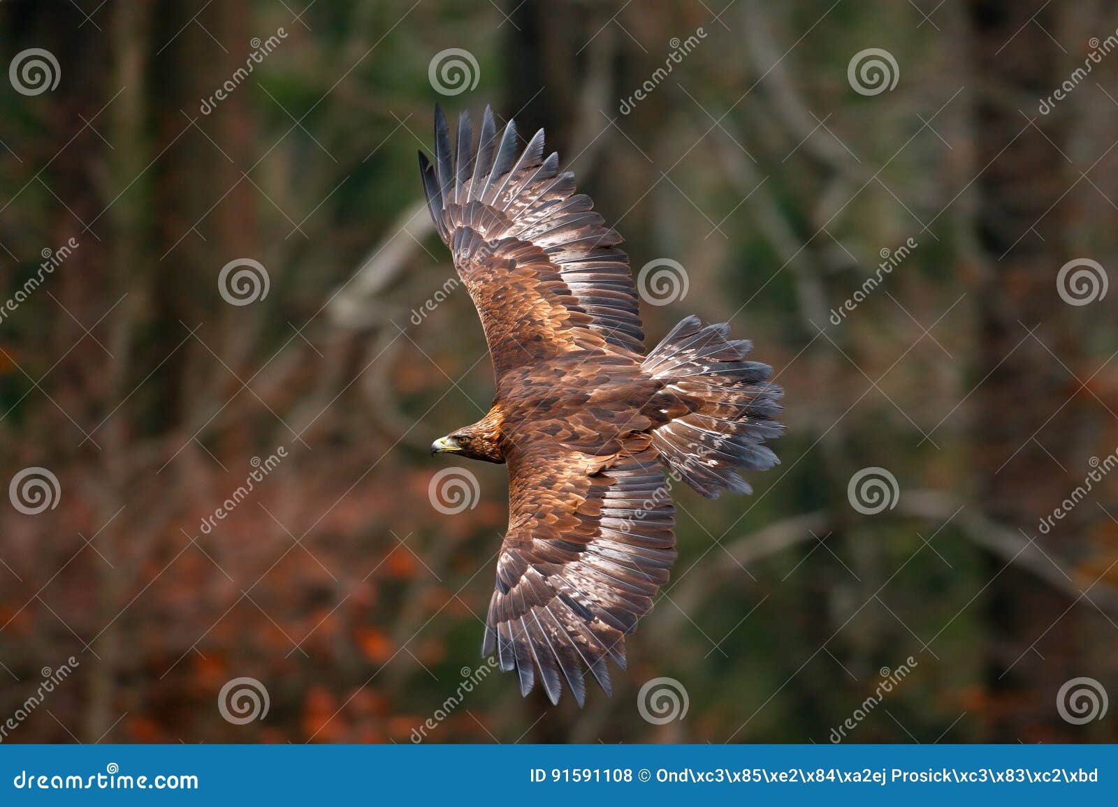 golden eagle, flying before autumn forest, brown bird of prey with big wingspan, norway. action wildlife scene from nature. eagle