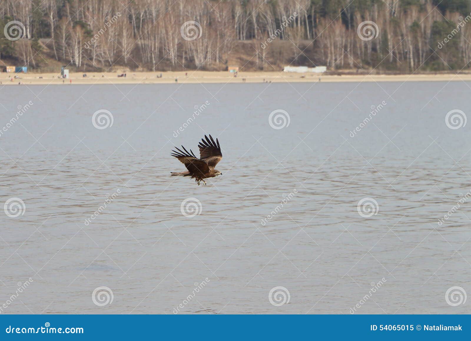 the golden eagle flying over a river