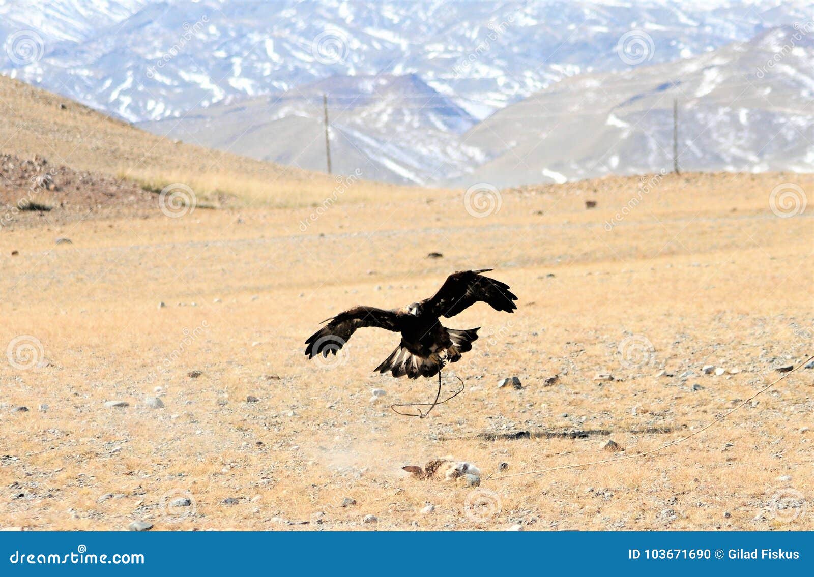 golden eagle festival in winter snowy mongolia