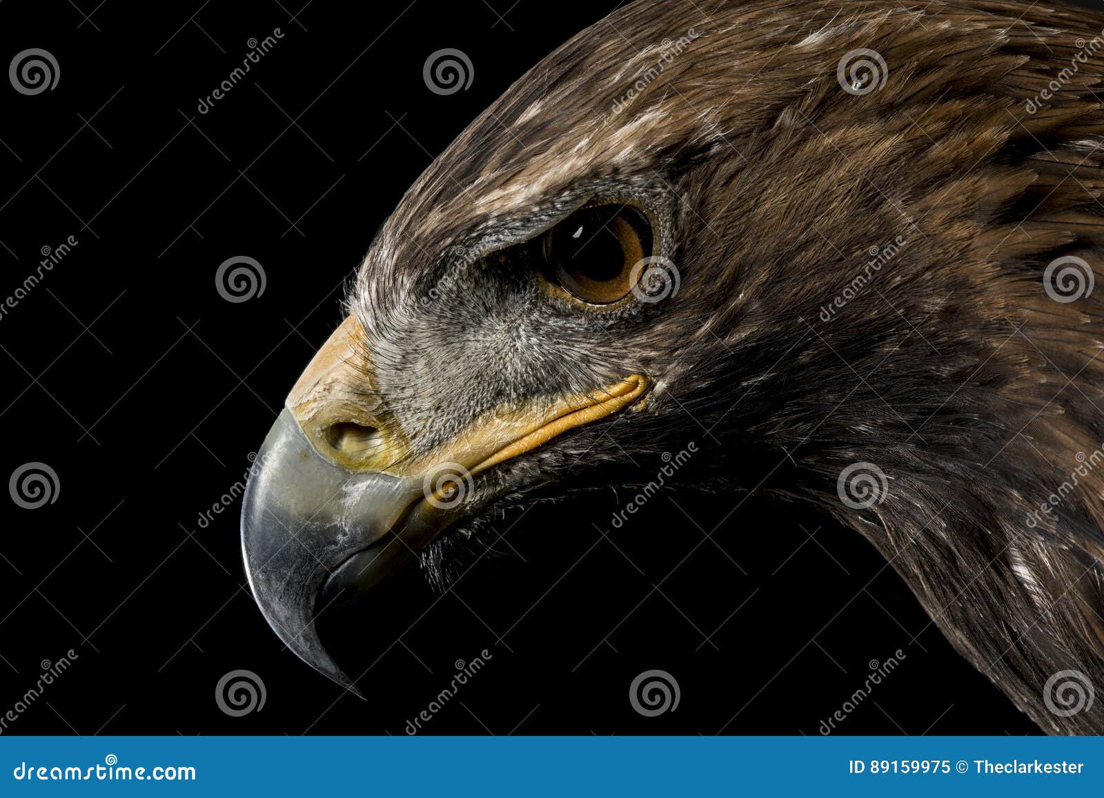 Golden Eagle stock image. Image of chrysaetos, bird, falconry 89159975