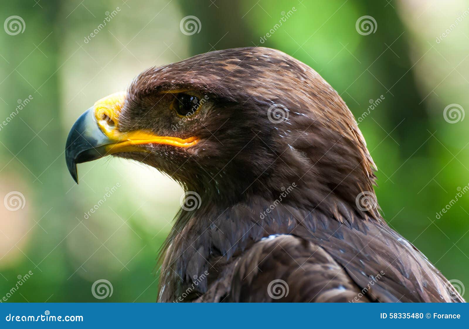 Golden Eagle Head Stock Photo Image Of Attack Brown