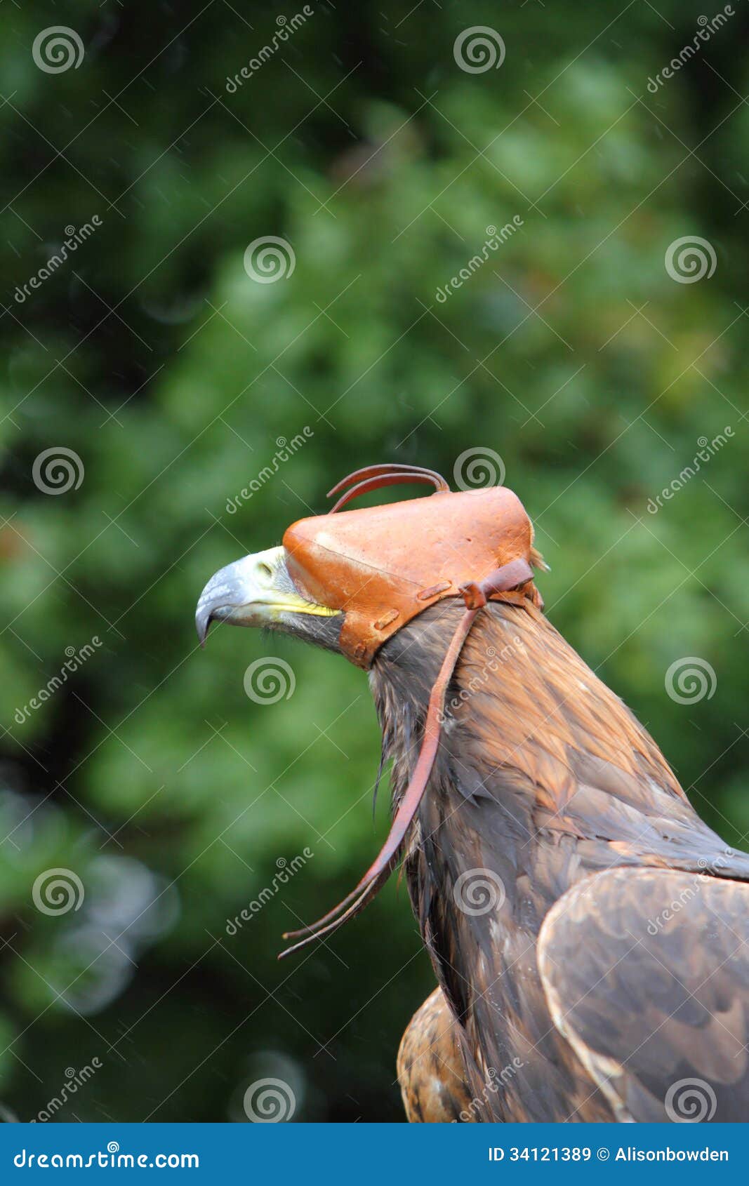 Golden Eagle Headshot with a Hood on Stock Image Image of hooded
