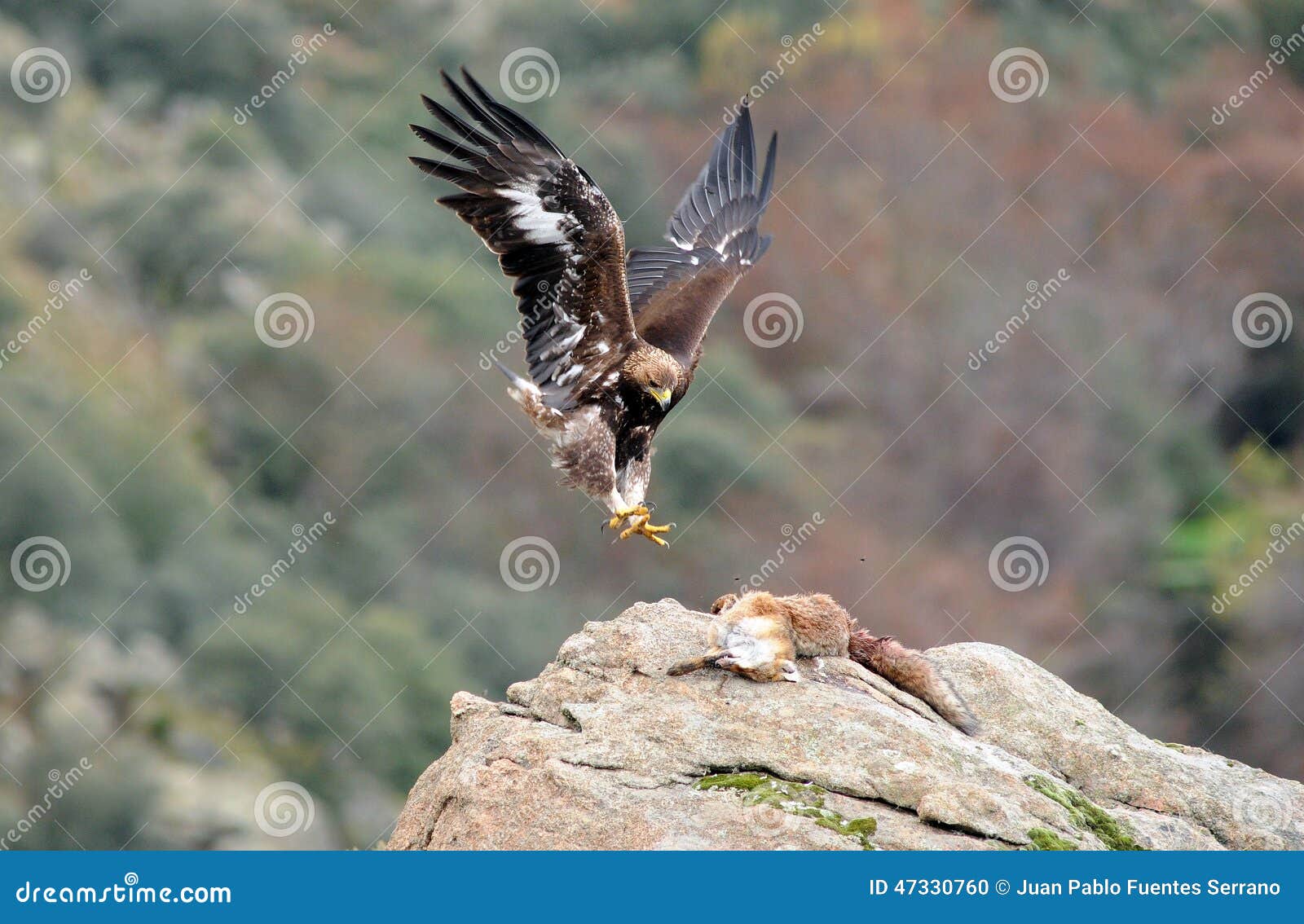 golden eagle holding the fox with claws