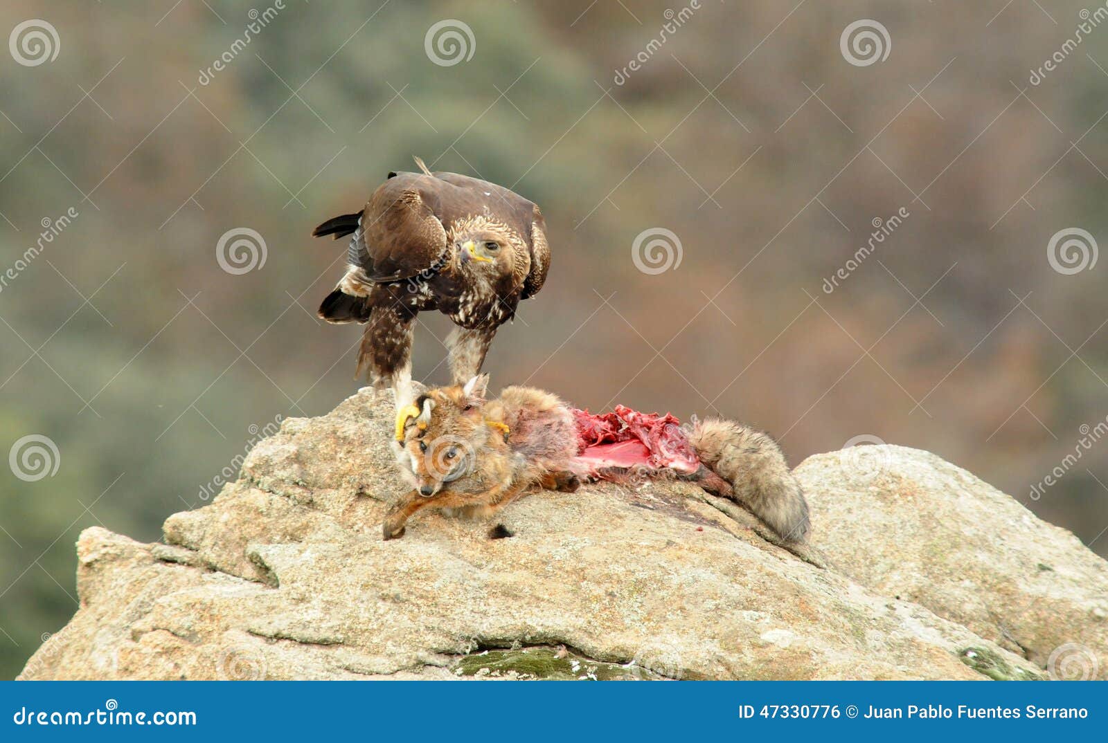 Golden Eagle Holding the Fox with Claws Stock Photo Image of fauna