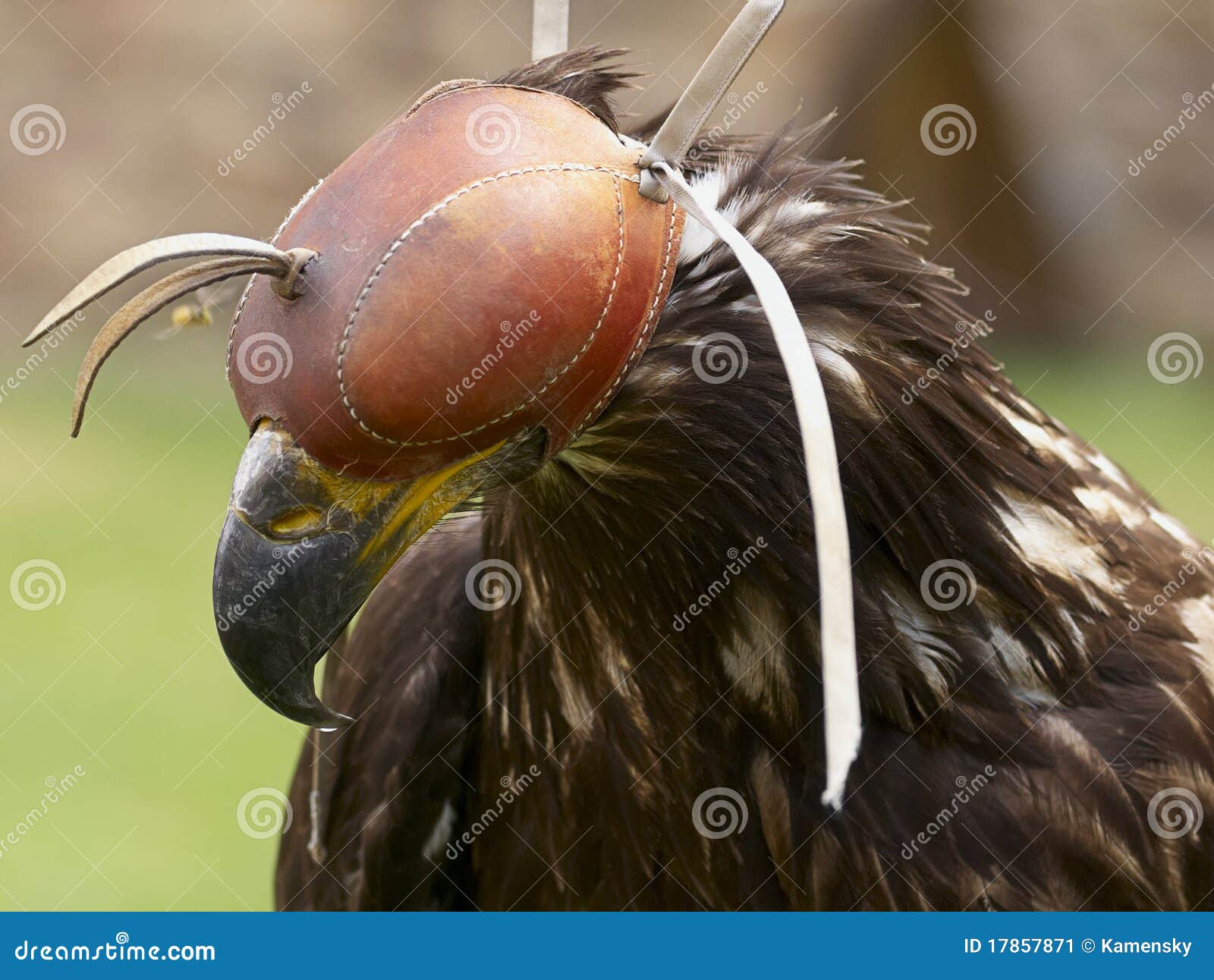 Golden Eagle On Hood Stock Image Image 17857871
