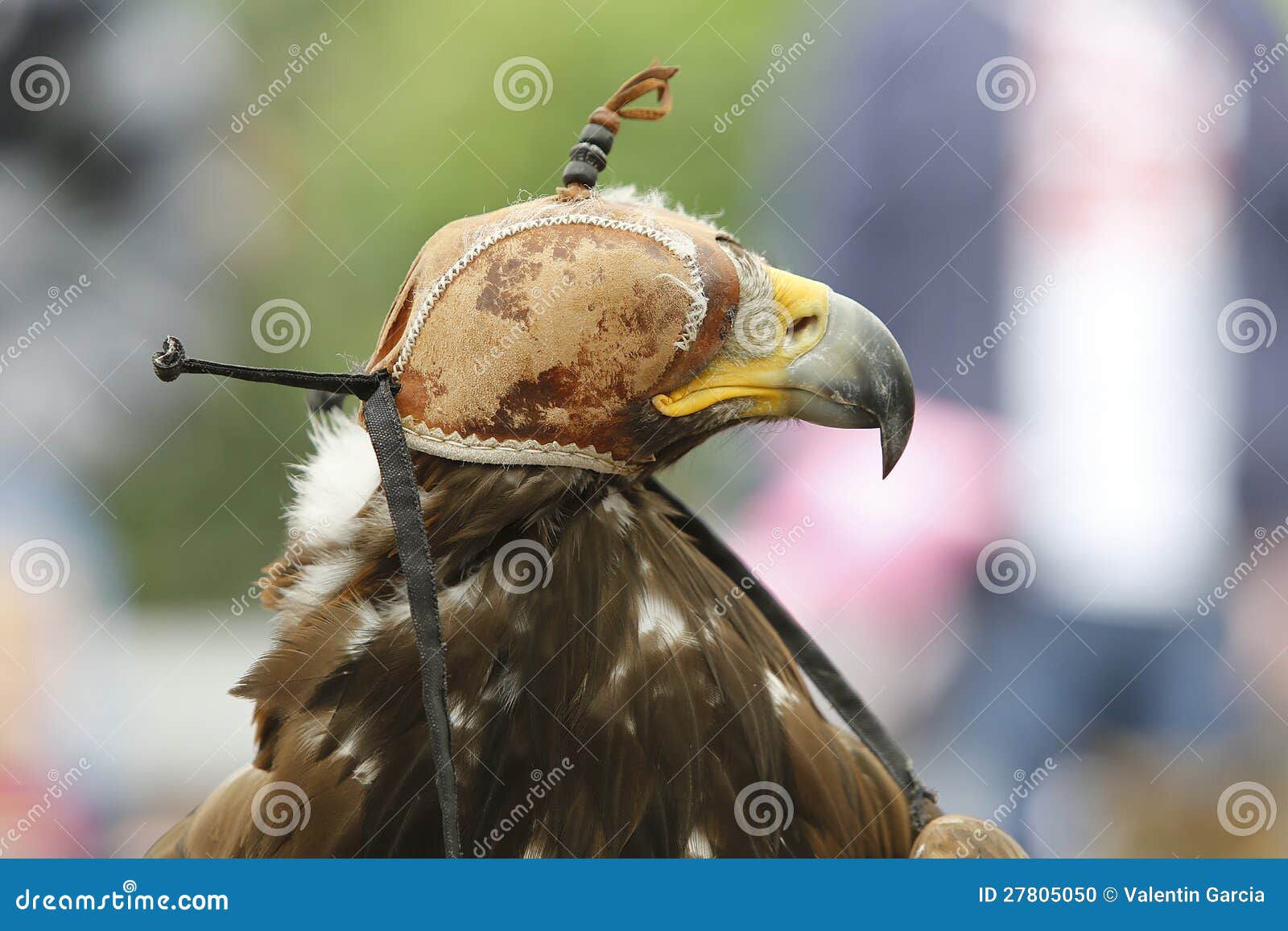 Golden Eagle Hood Photos Free & RoyaltyFree Stock Photos from Dreamstime