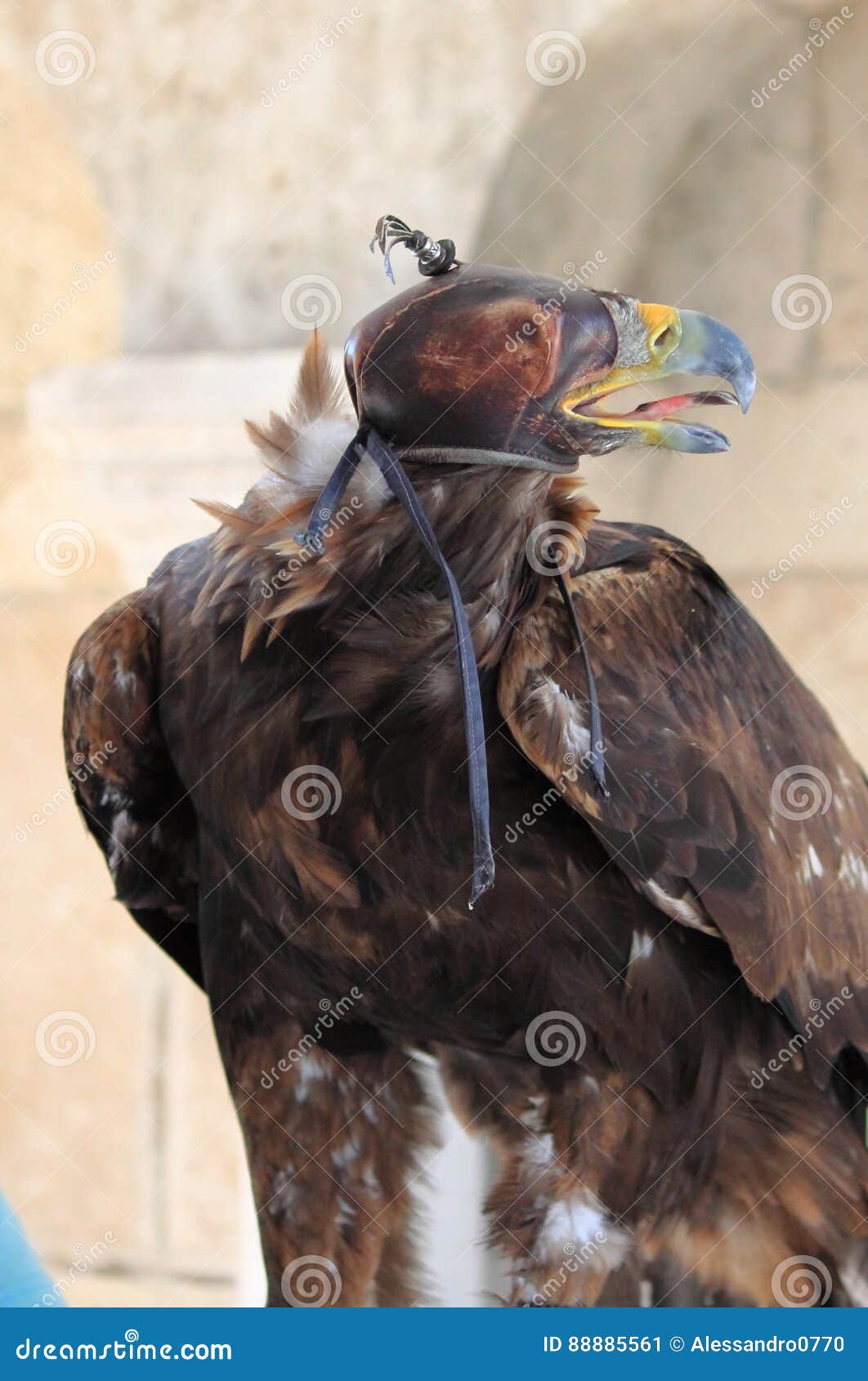 Golden Eagle with hood stock image. Image of golden, animal 88885561