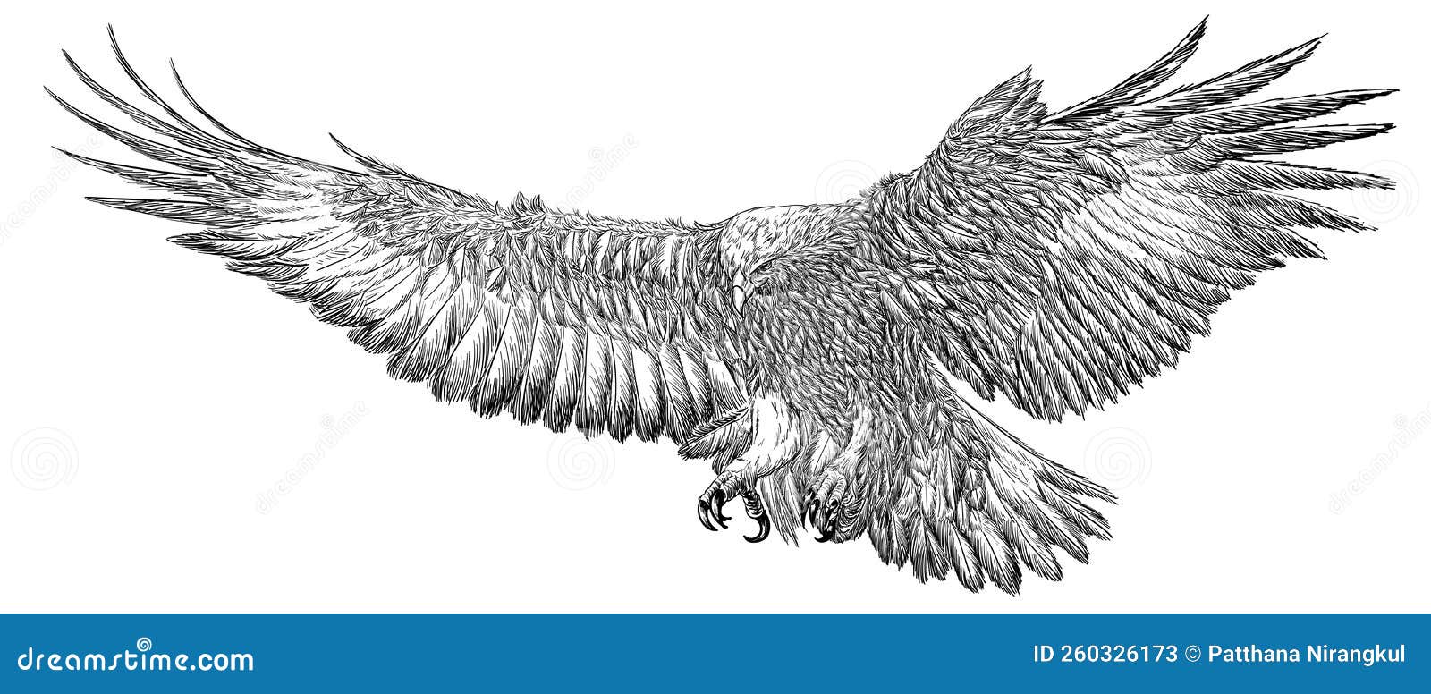 golden eagle landing hand draw sketck black line doodle on white background 