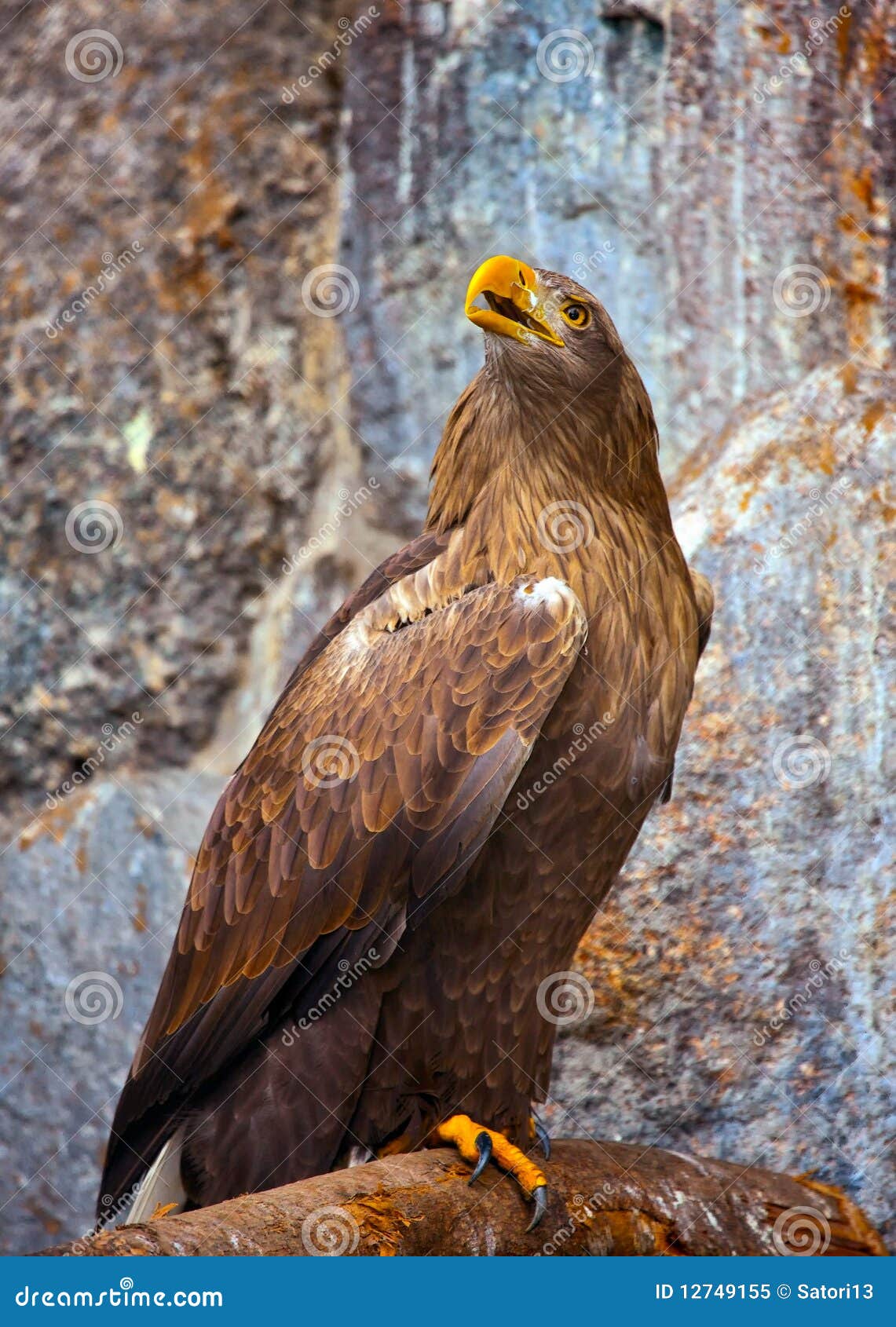 Golden Eagle Perched on a Log Stock Image - Image of majestic, talon: 12749155