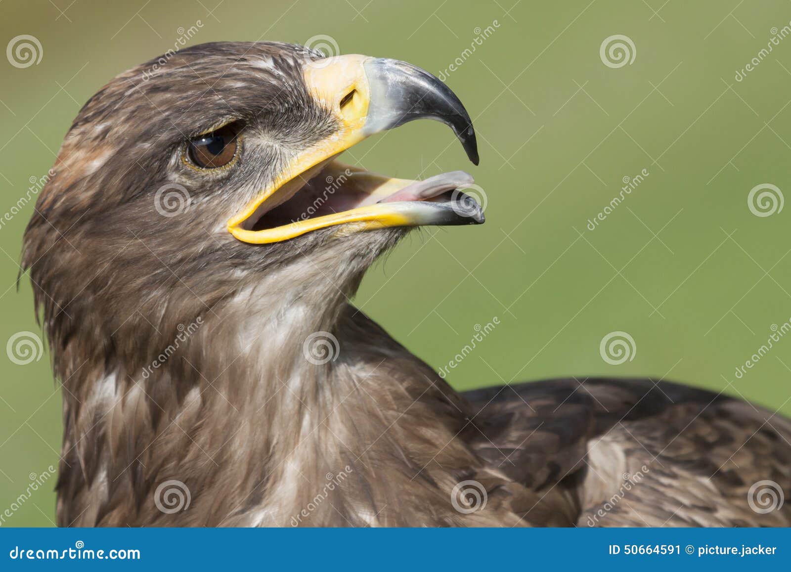 Golden Eagle Stock Image Image Of Power Hunting Plumage