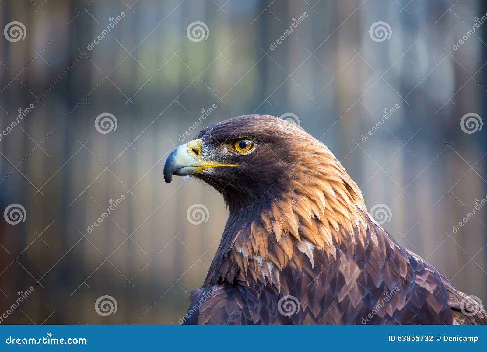Golden Eagle, Portrait of the King of the Sky. Stock Photo - Image of  falconry, animal: 63855732