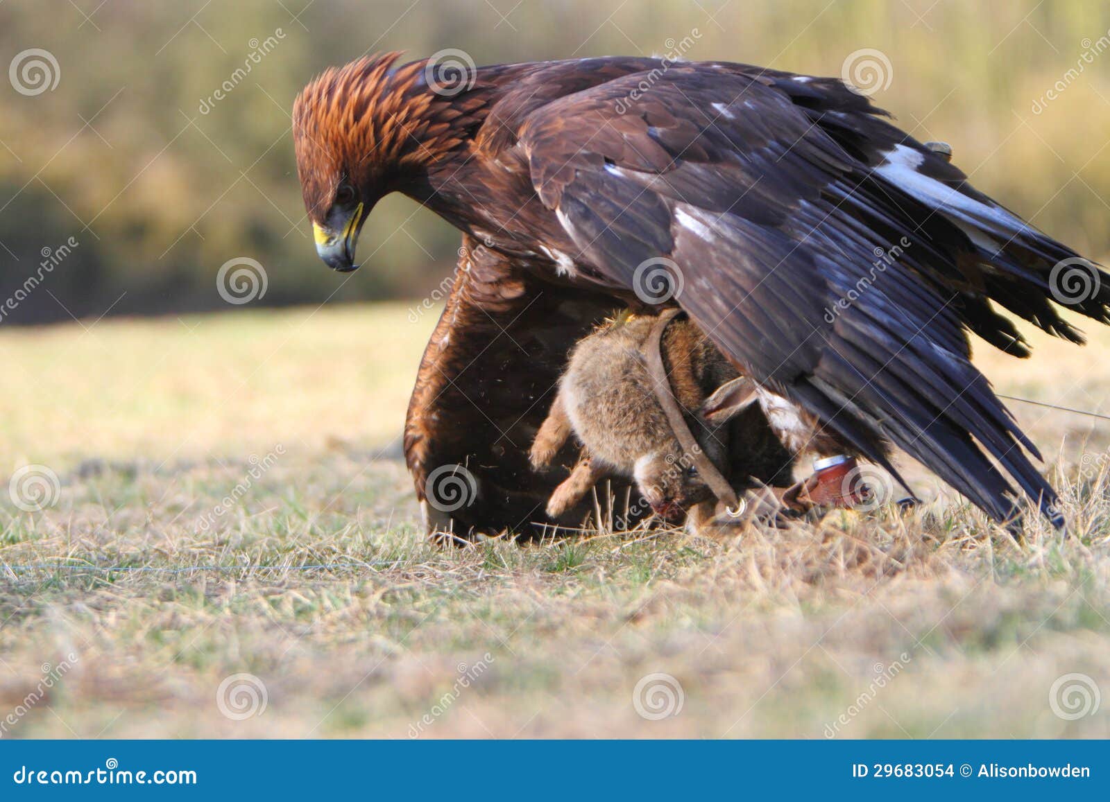 Golden Eagle with prey stock photo. Image of carnivore - 29683054