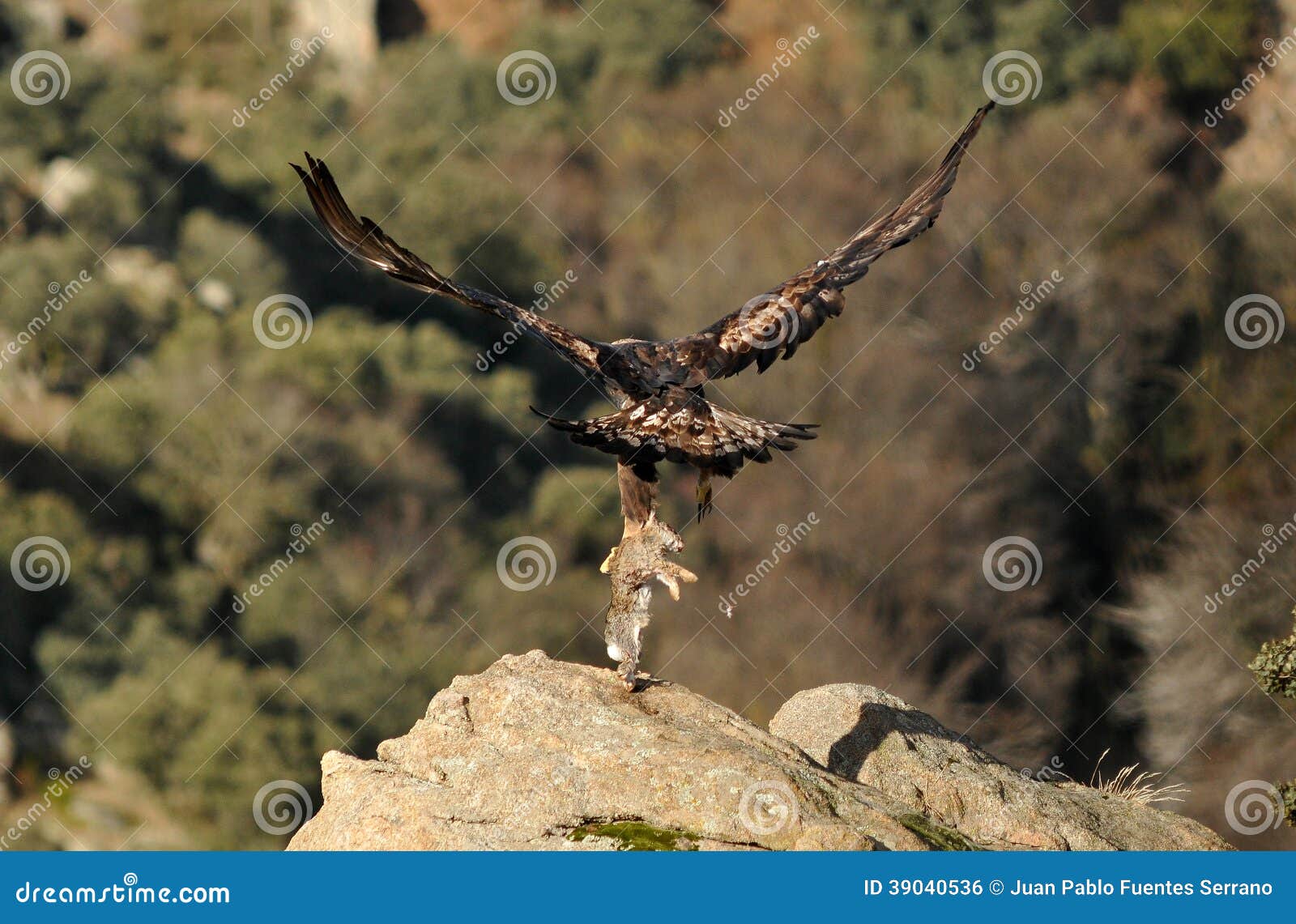 golden eagle prey is carried in the claws