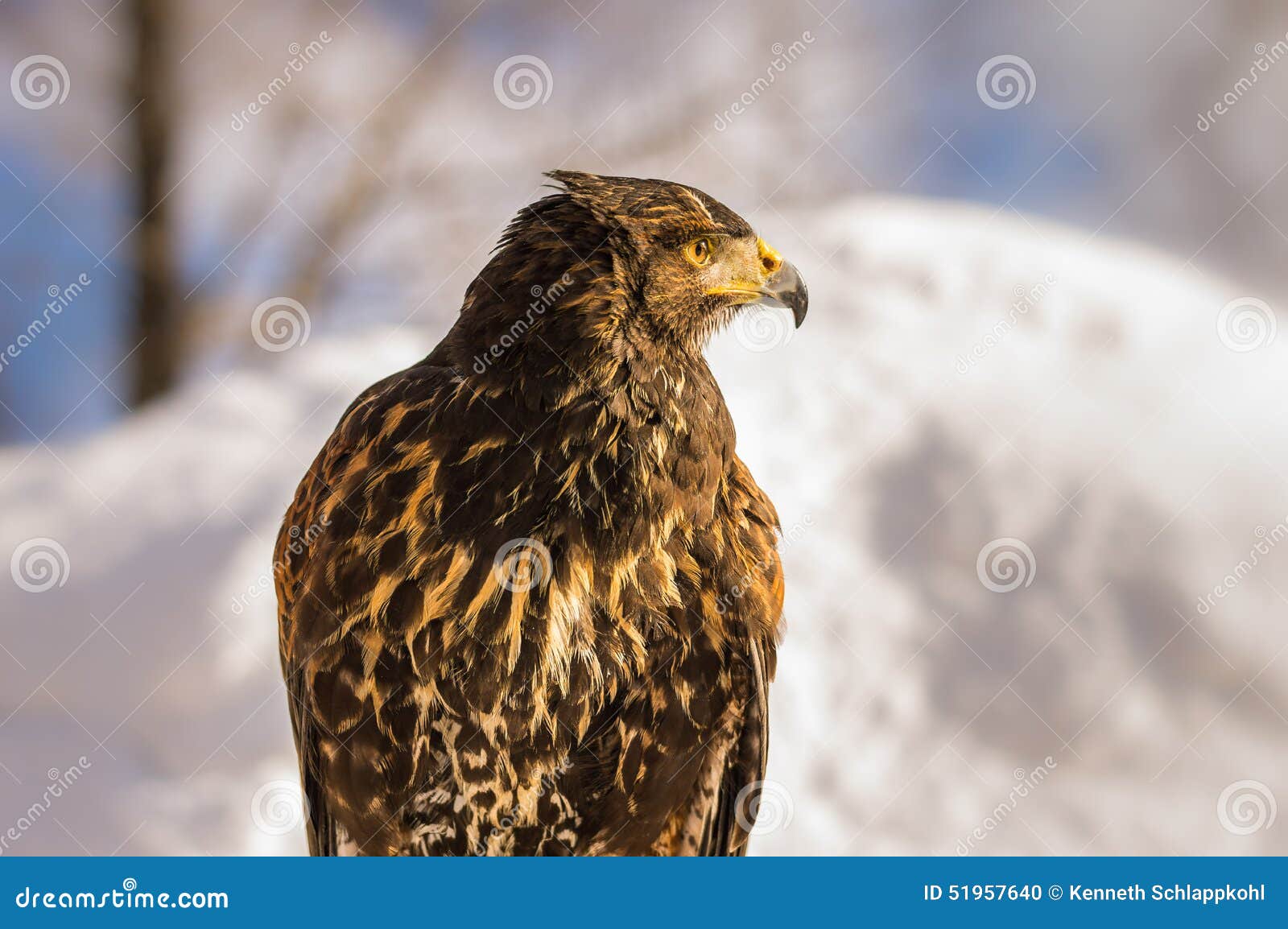 Golden Eagle Profile Stock Photo Image Of Golden Nature