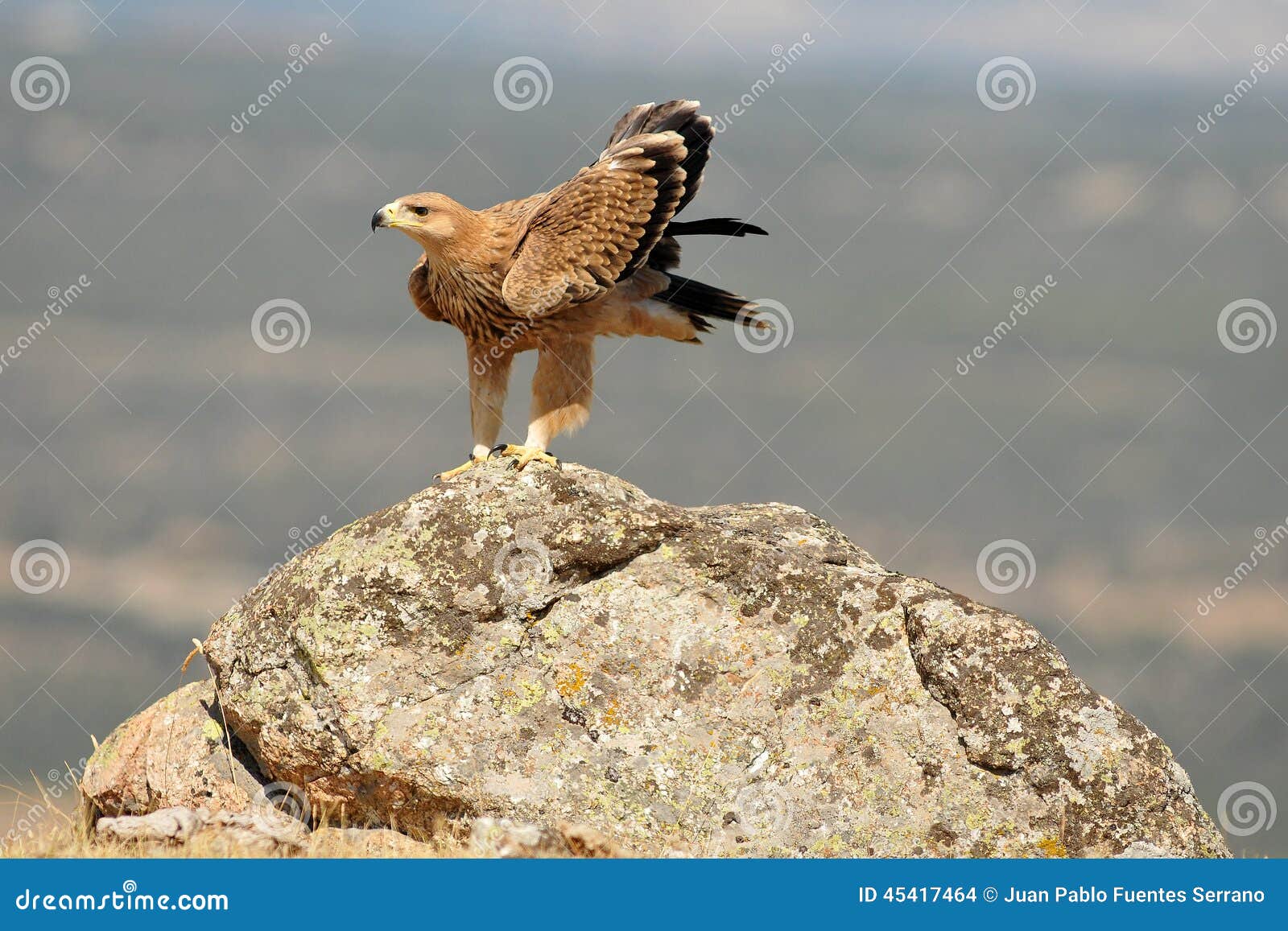 Golden Eagle Resting on the Rock in the Field Stock Photo Image of