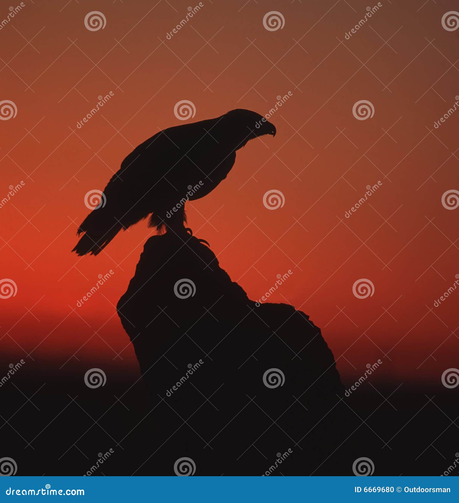 Golden eagle silhouette stock photo. Image of sunset, wildlife 6669680