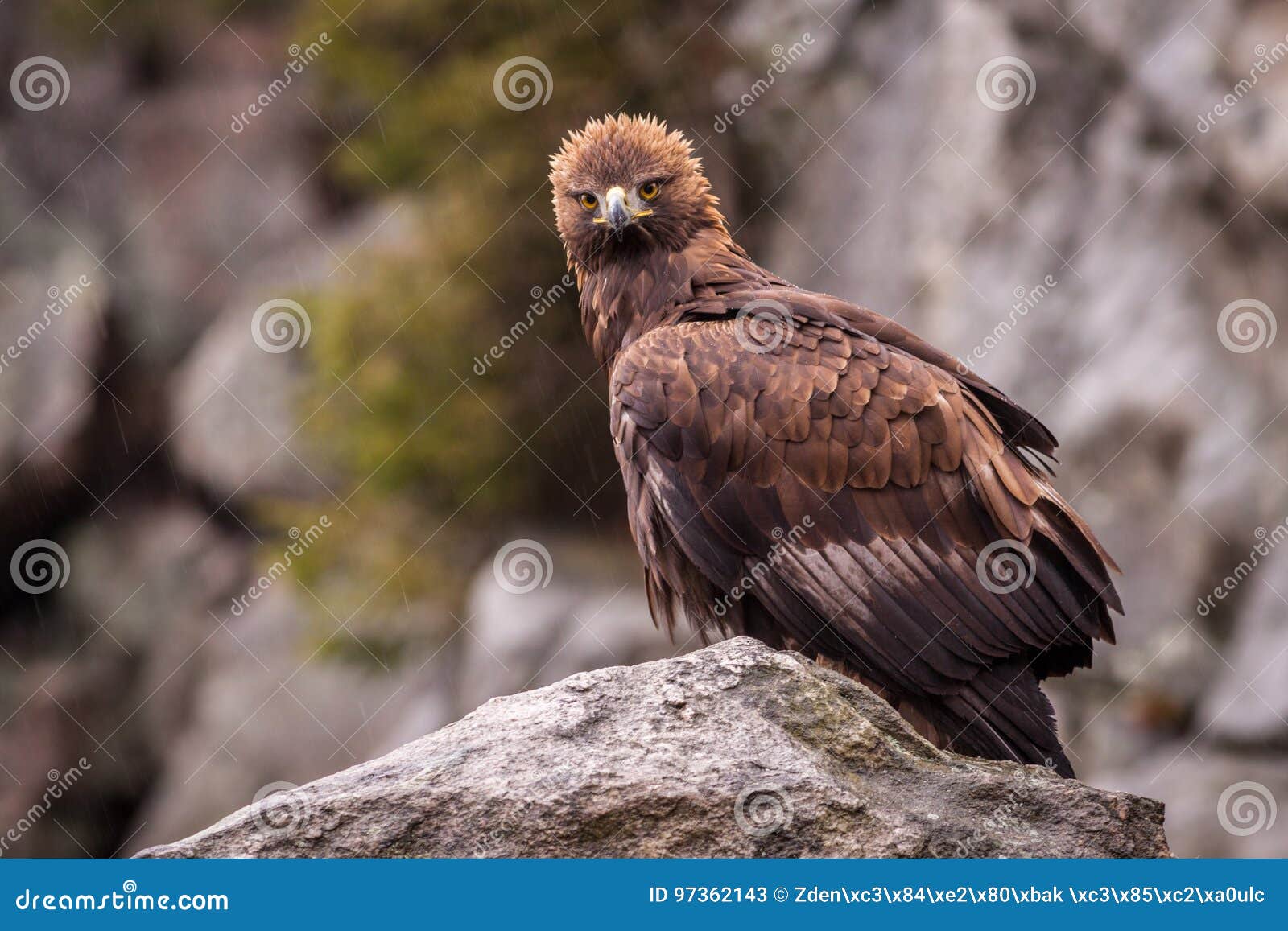 Golden Eagle Stock Image Image Of Bird Portrait Mexico