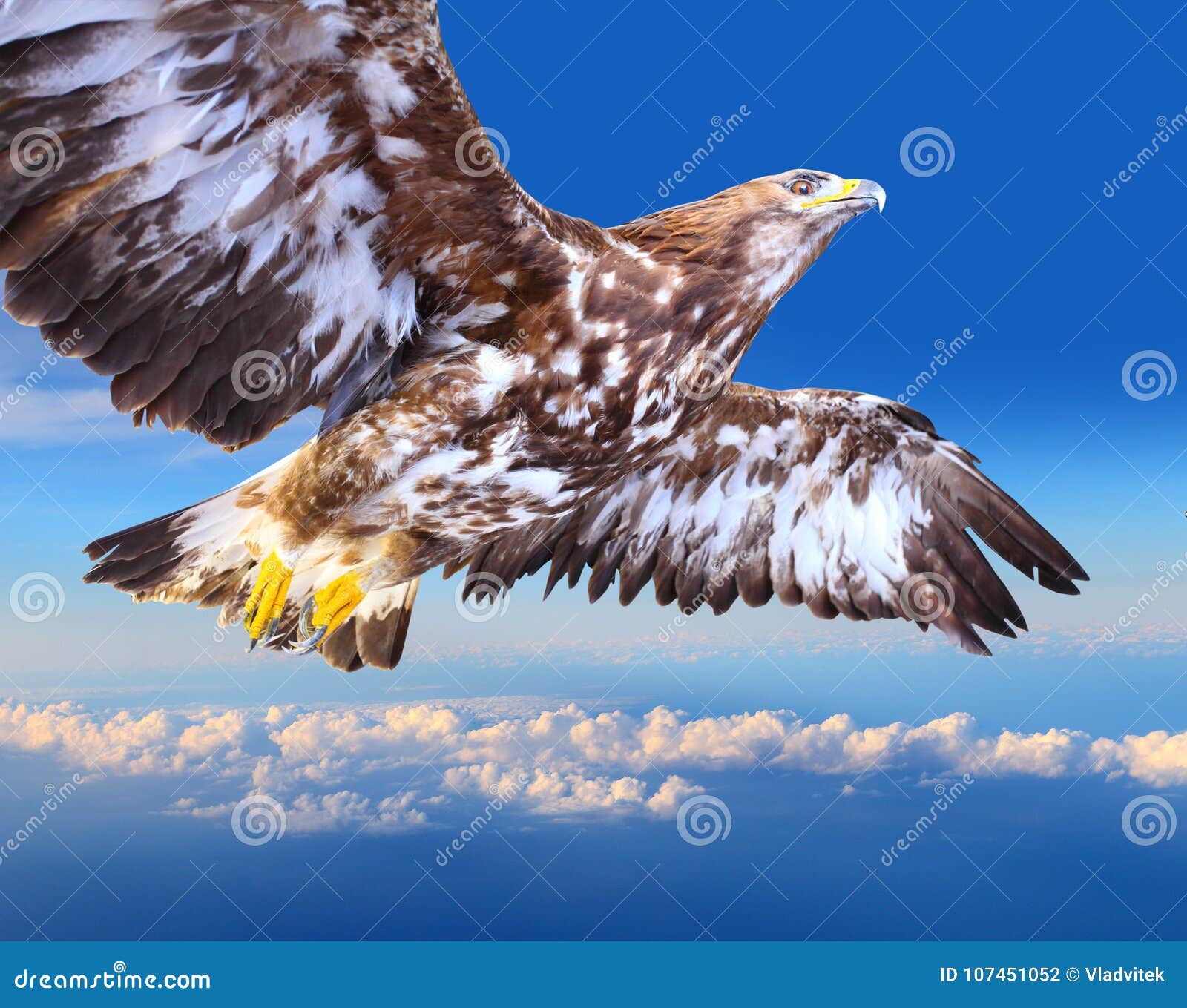 Golden Eagle Soaring Stock Photo Image Of Falcon Glider