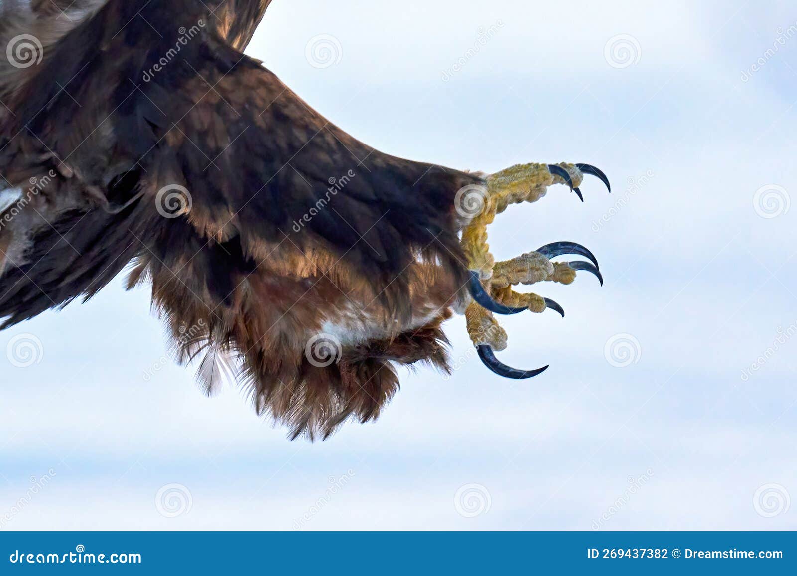405 Golden Eagle Talons Stock Photos - Free & Royalty-Free Stock Photos  from Dreamstime